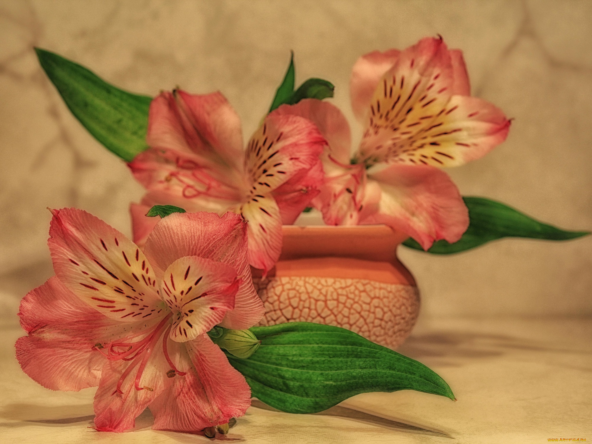 цветы, альстромерия, растения, натюрморт, лето, красота, композиция