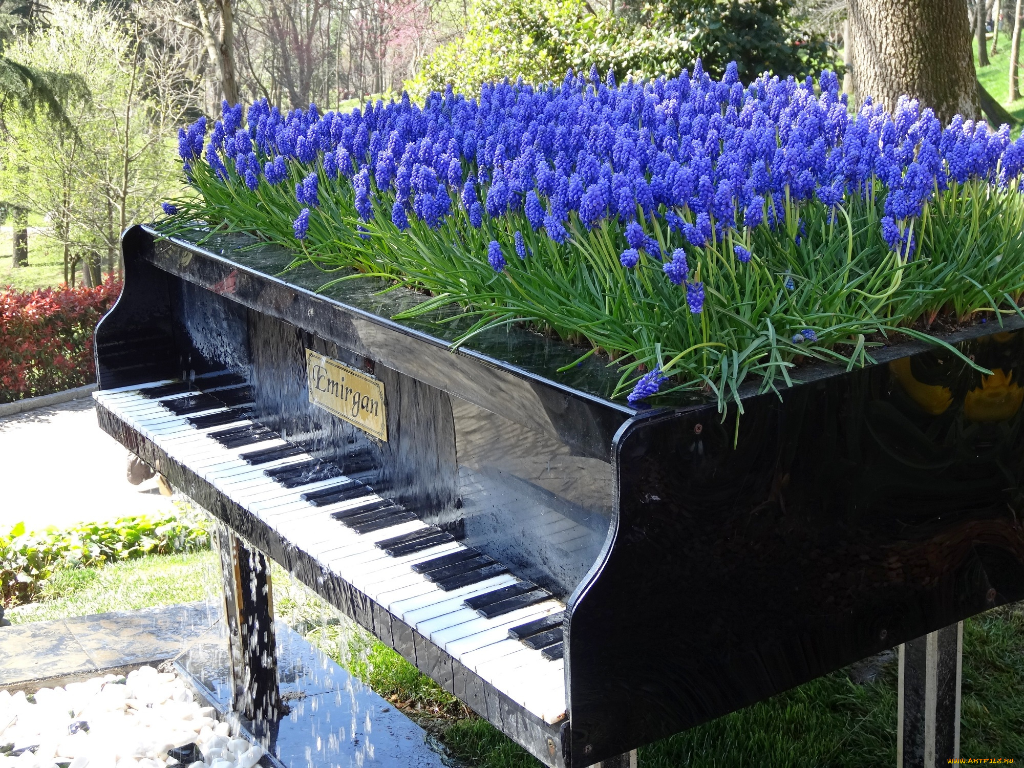 цветы, мускари, стамбул, клавиши, рояль, ландшафт, дизайн, парк, эмирган