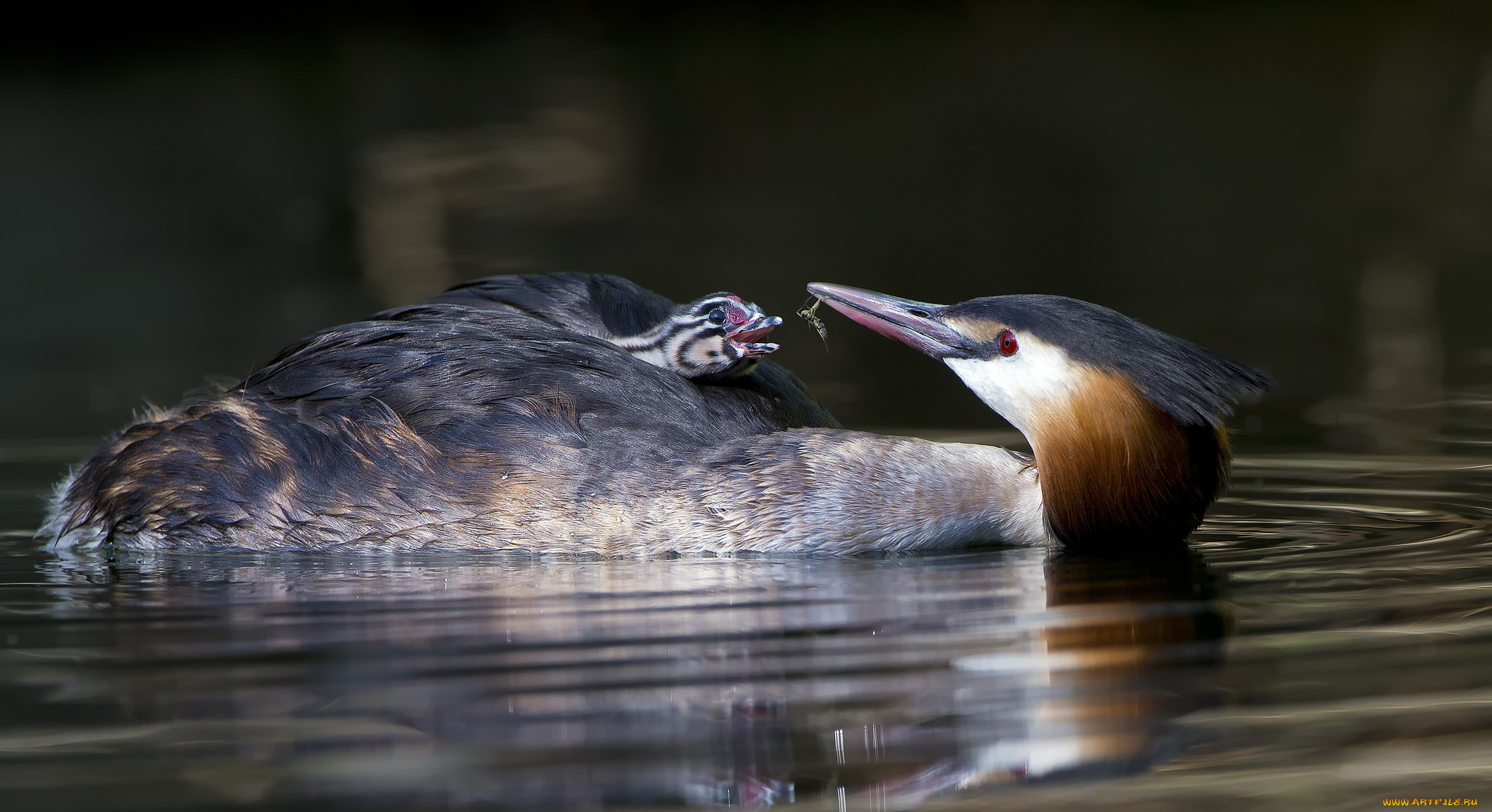 животные, Чомги, , поганки, чомги