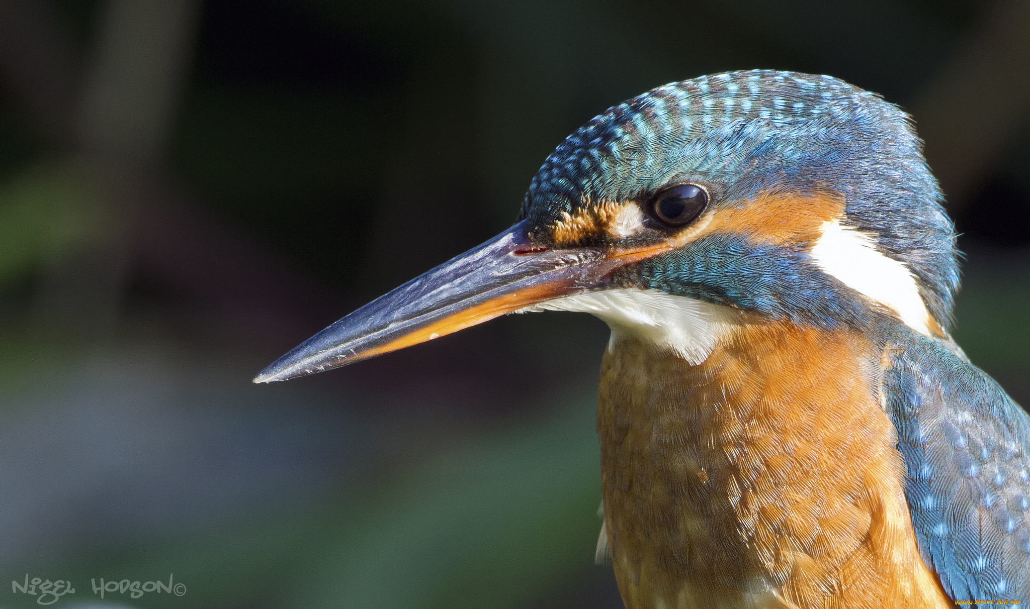 животные, зимородки, птичка