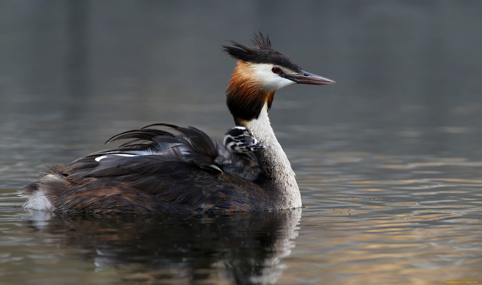 животные, Чомги, , поганки, чомга