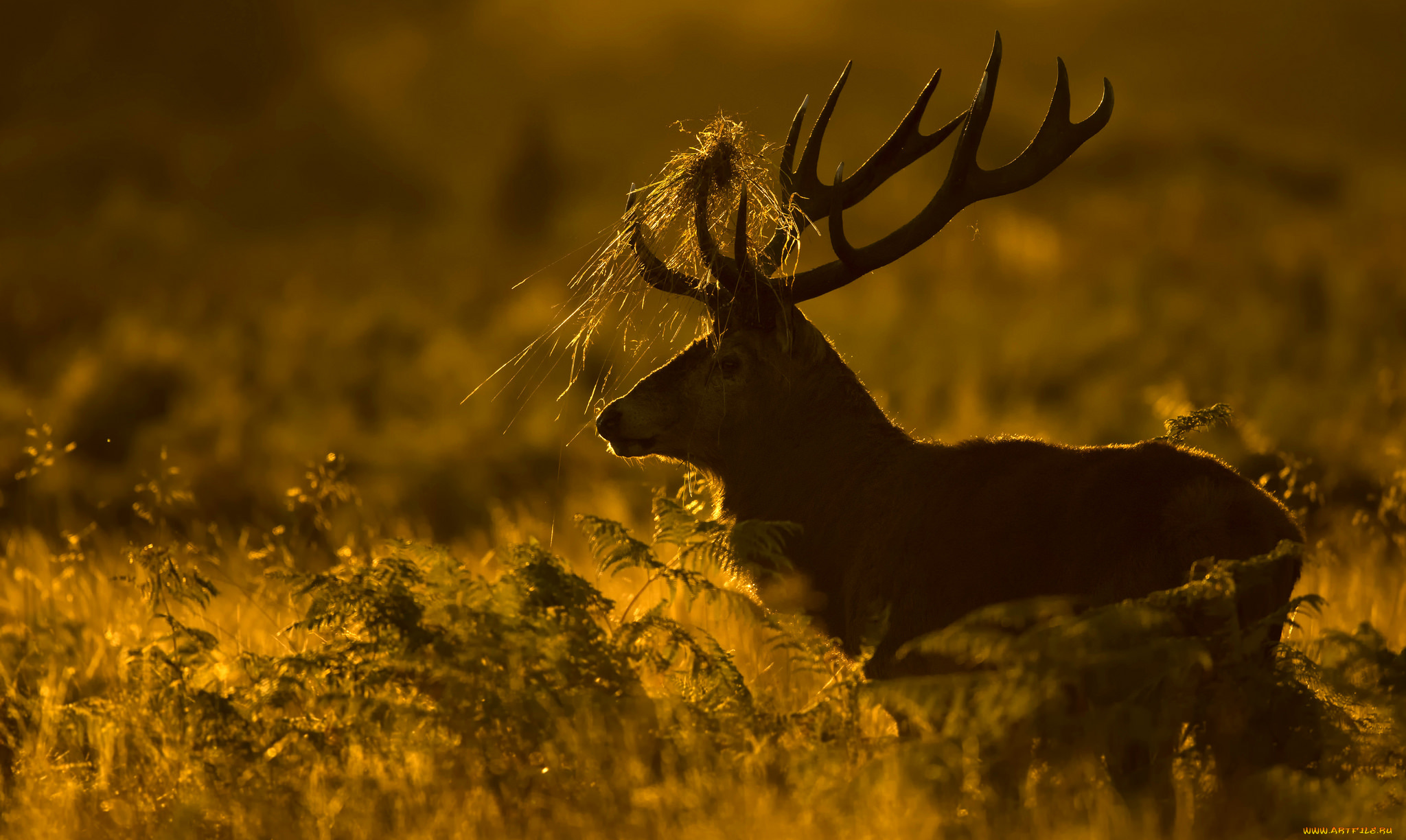 животные, олени, олень