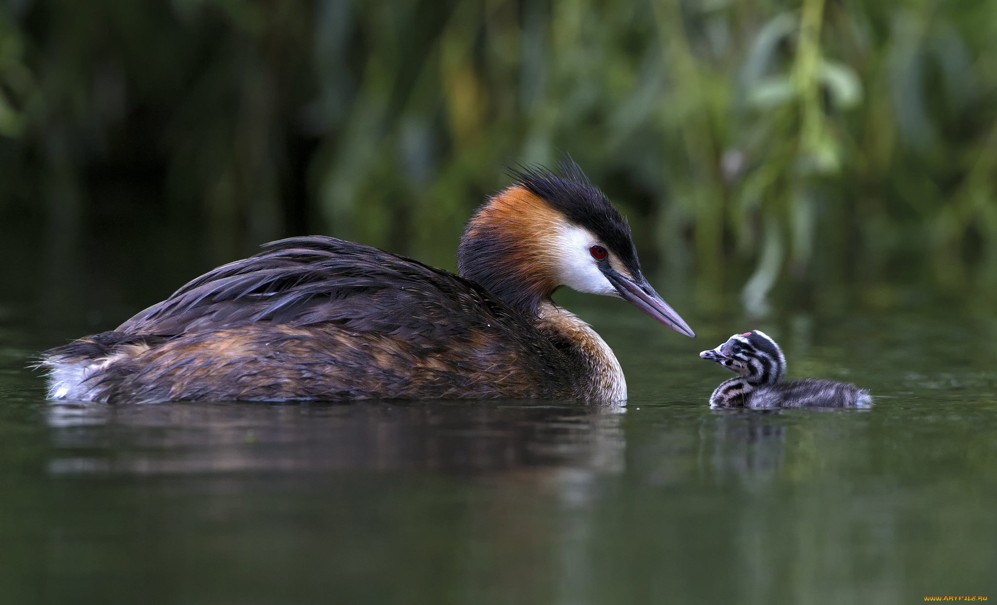 животные, Чомги, , поганки, семья
