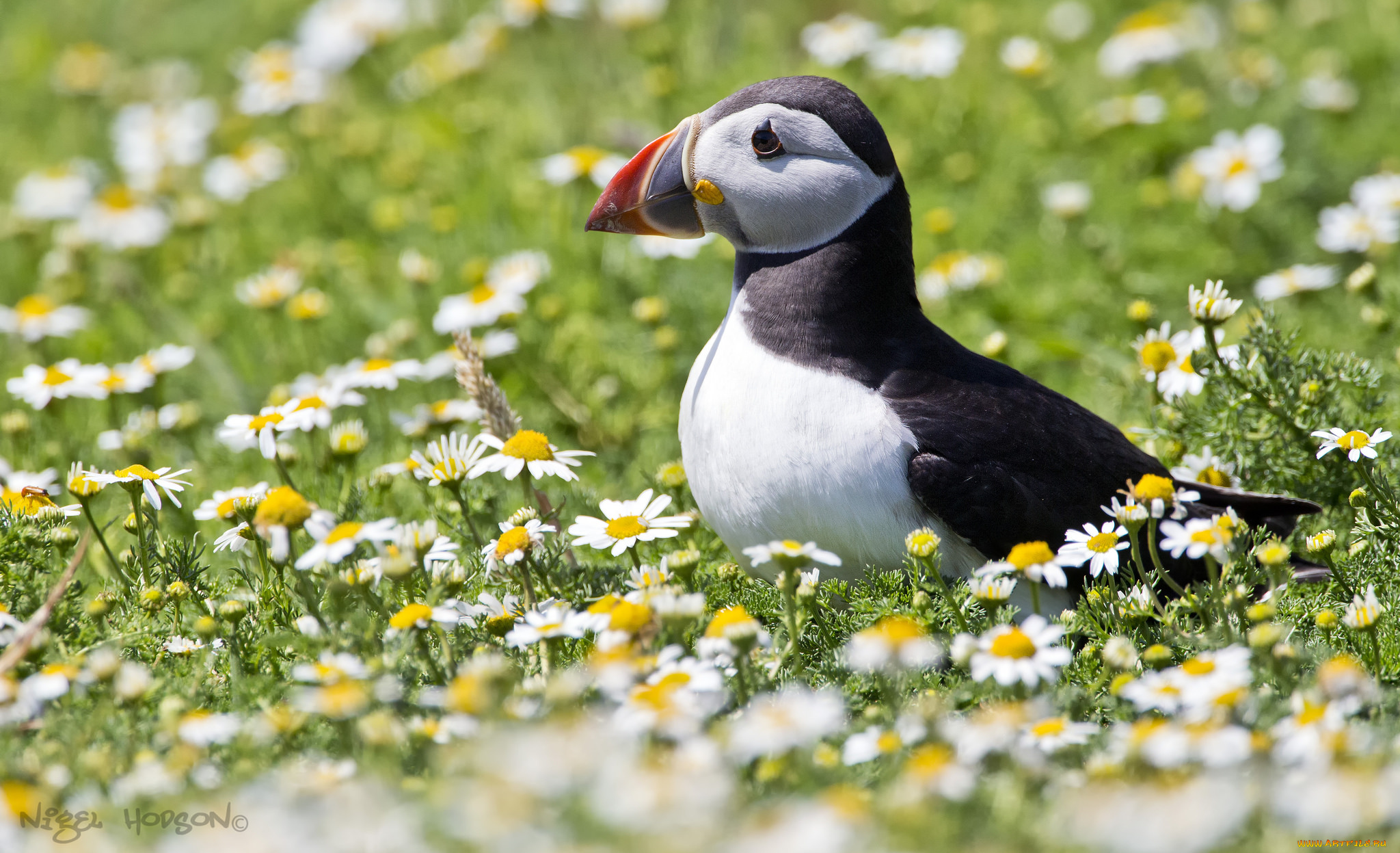 животные, тупики, птичка