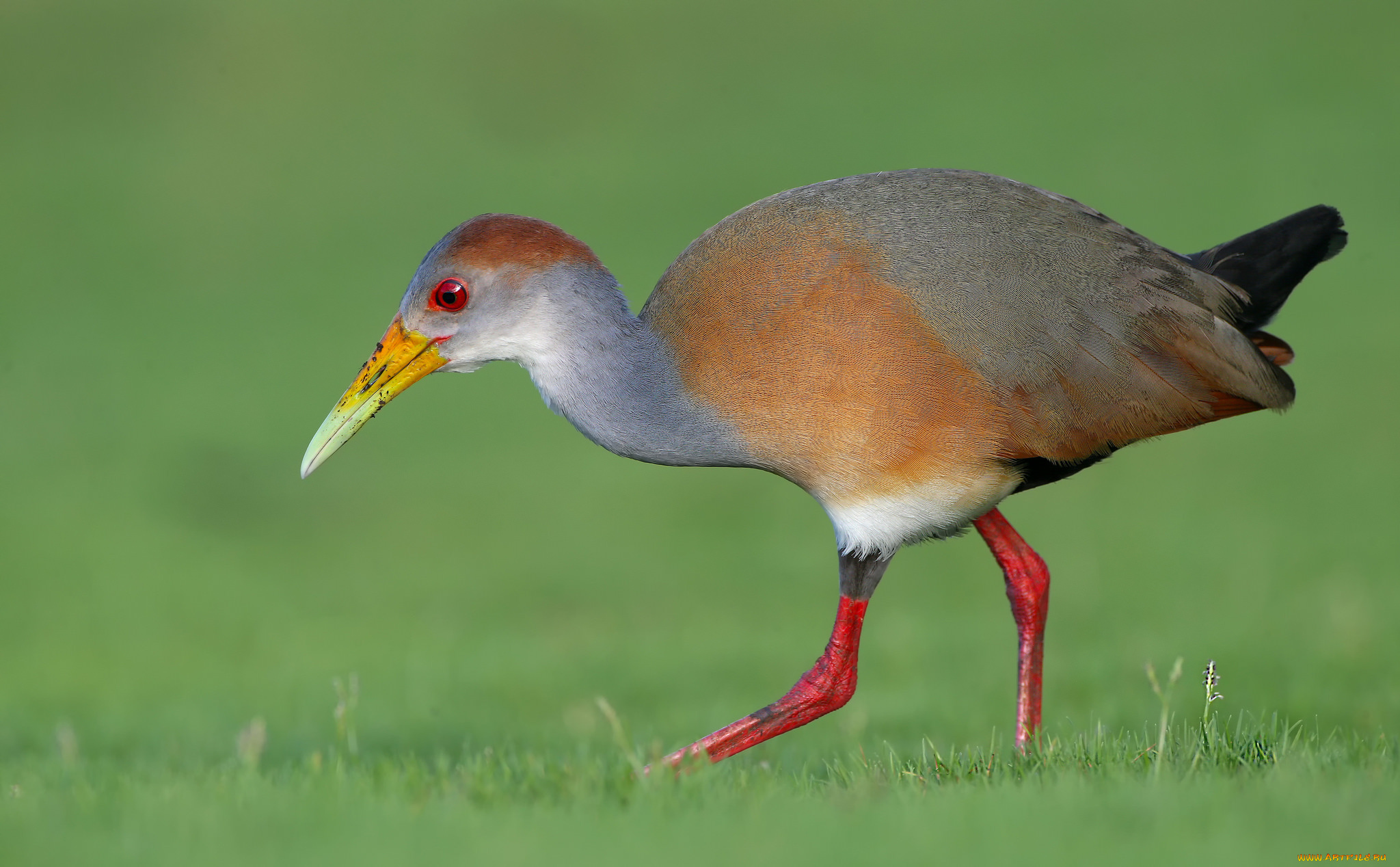 животные, птицы, птица