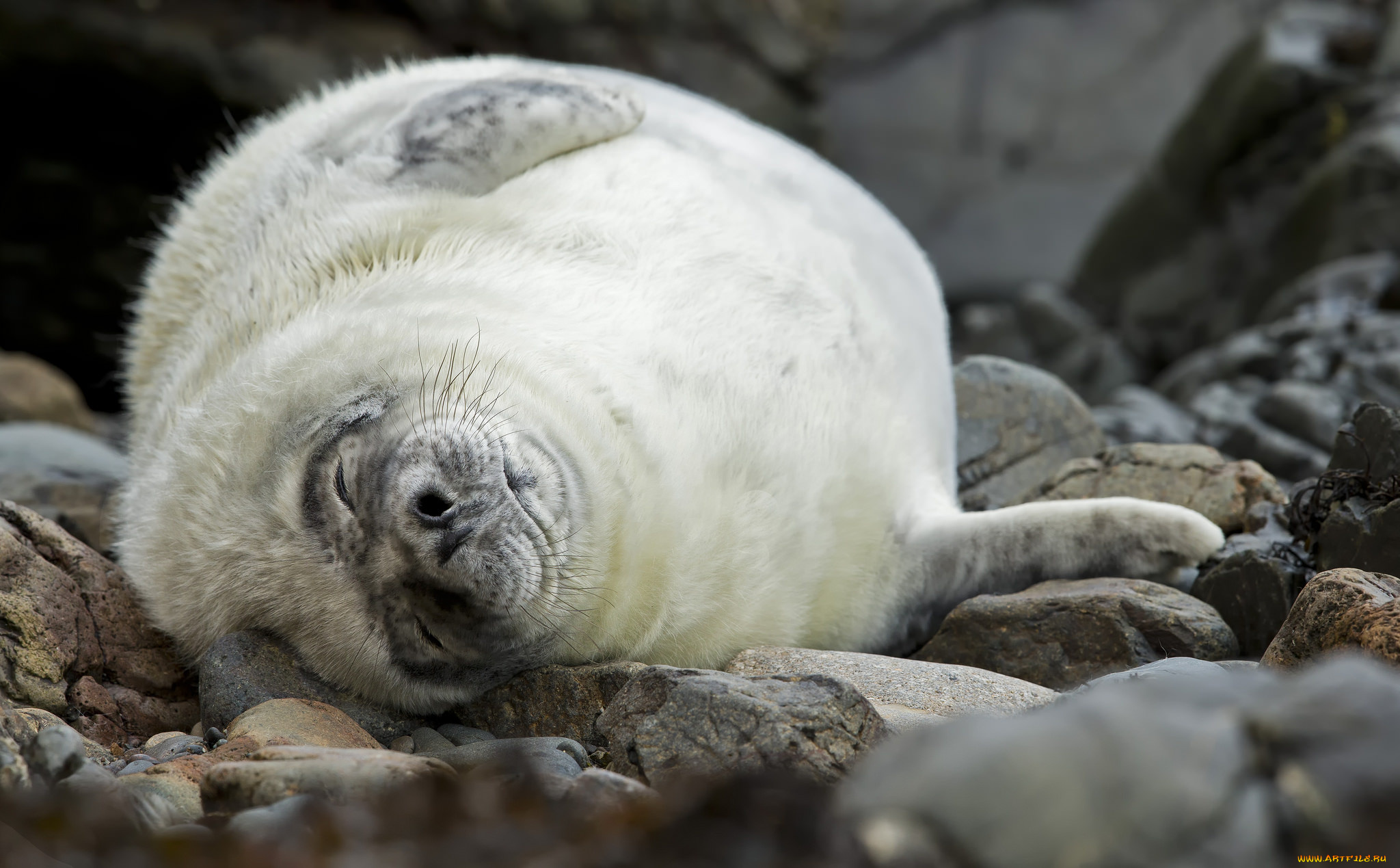 животные, тюлени, , морские, львы, , морские, котики, тюлень