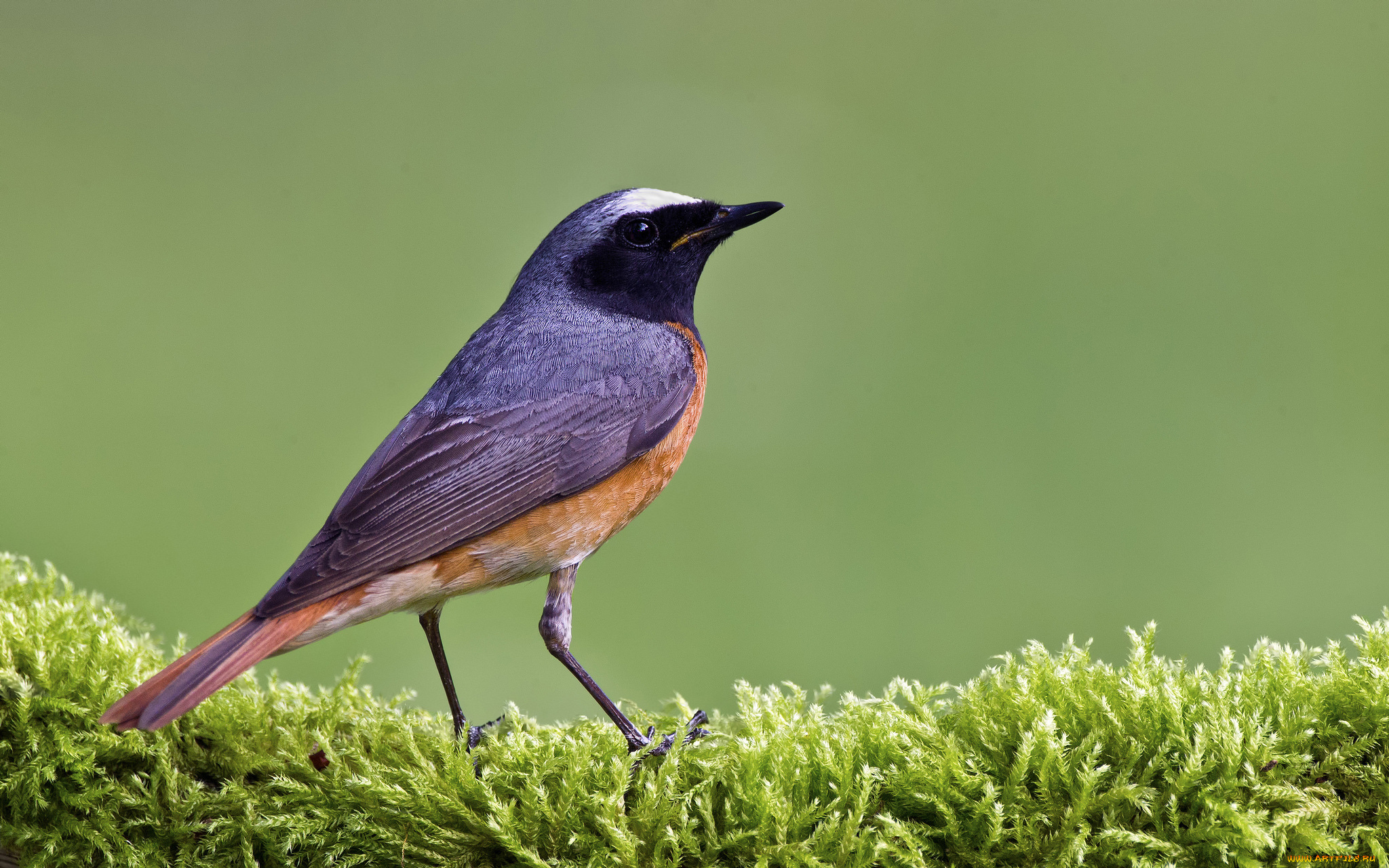 животные, птицы, птичка