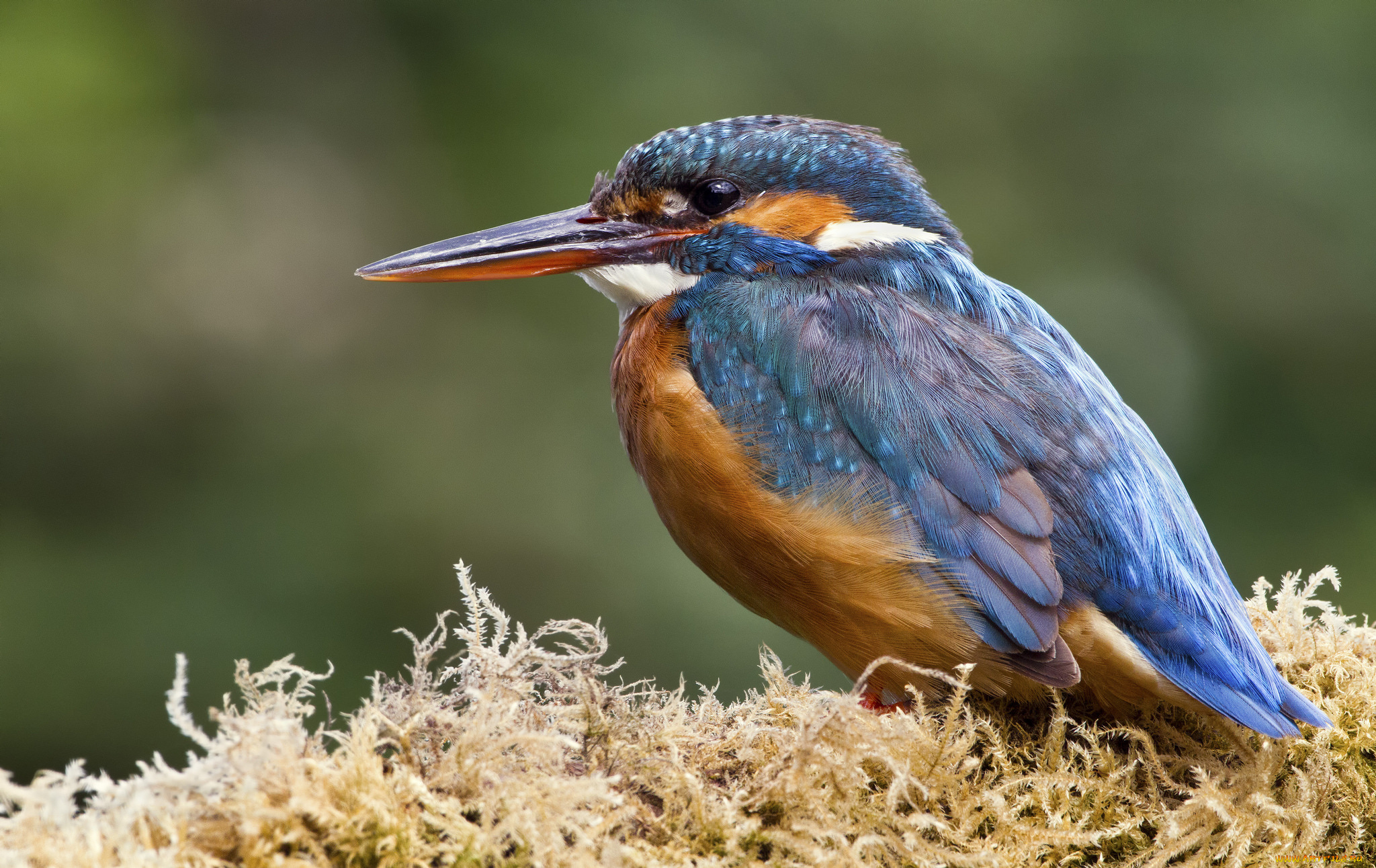 животные, зимородки, птичка