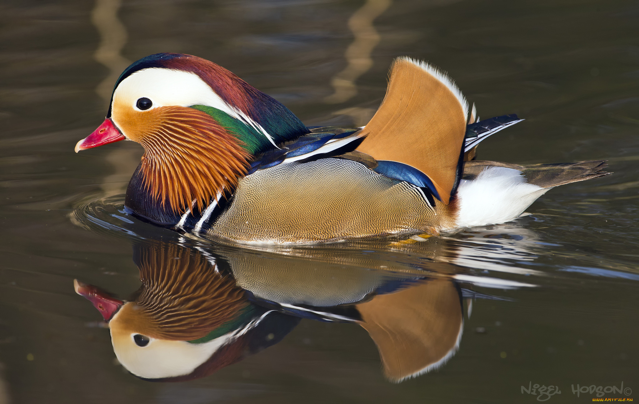 животные, утки, мандаринка