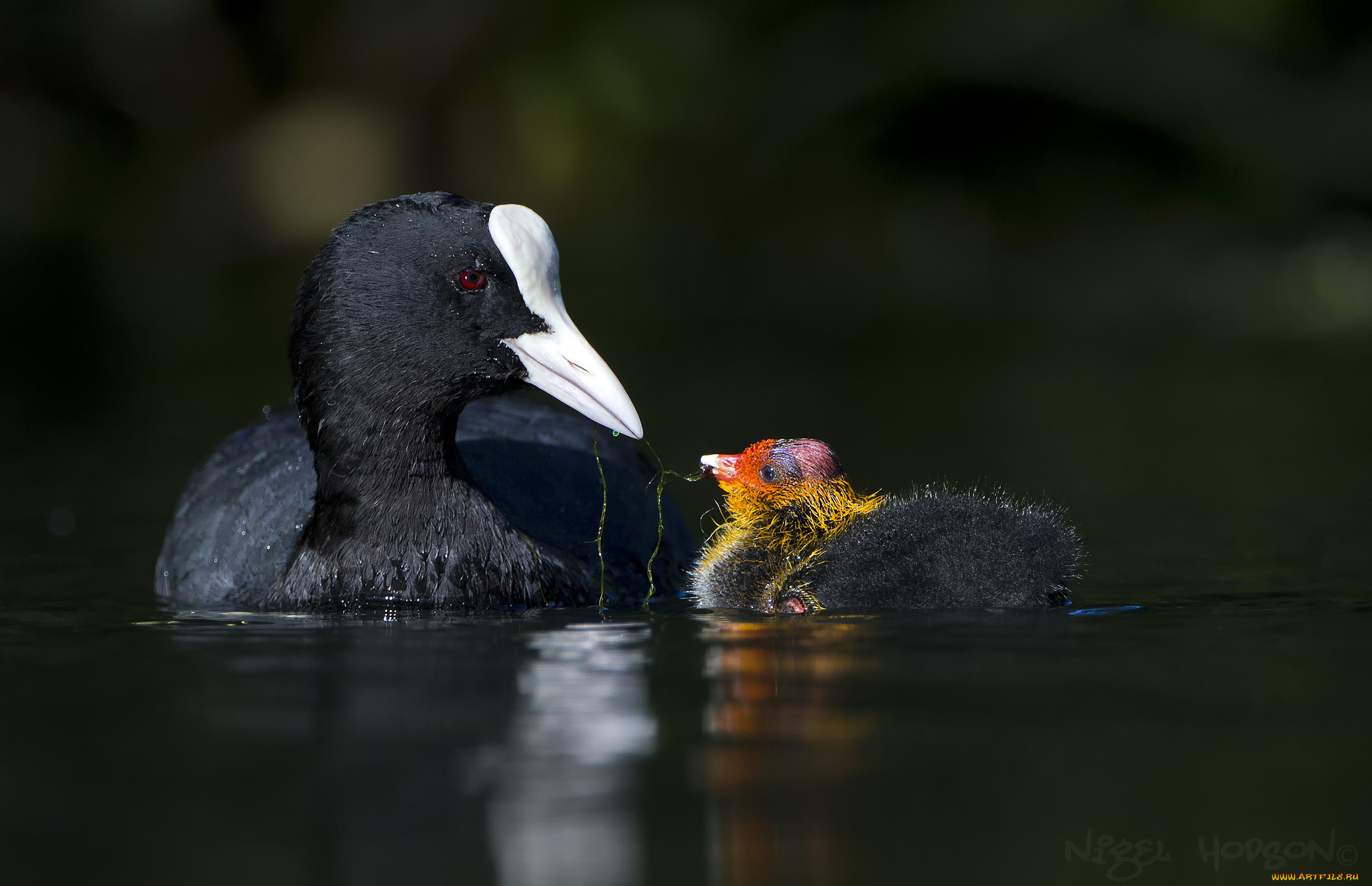 животные, Чомги, , поганки, семья