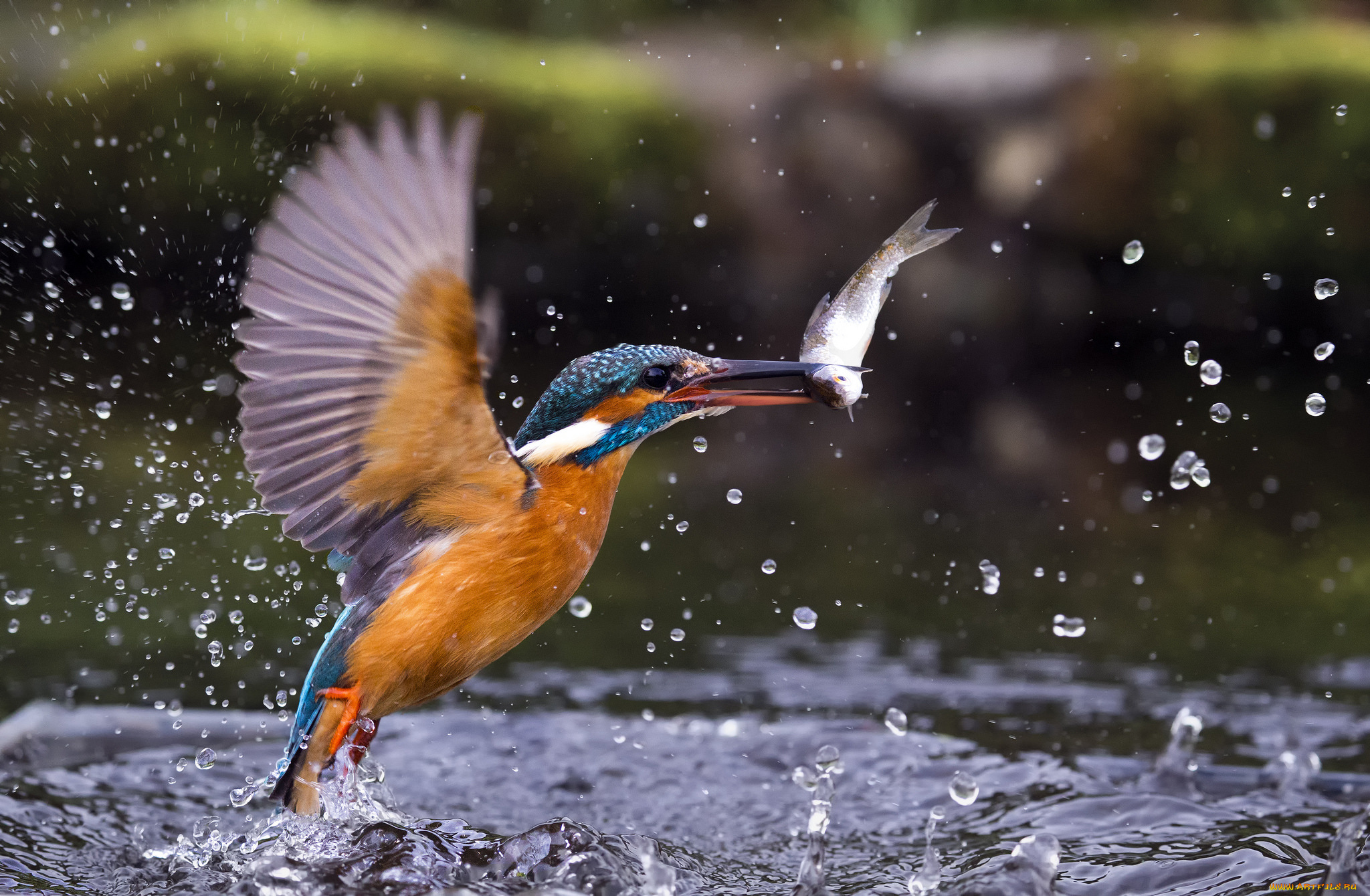 животные, зимородки, птичка