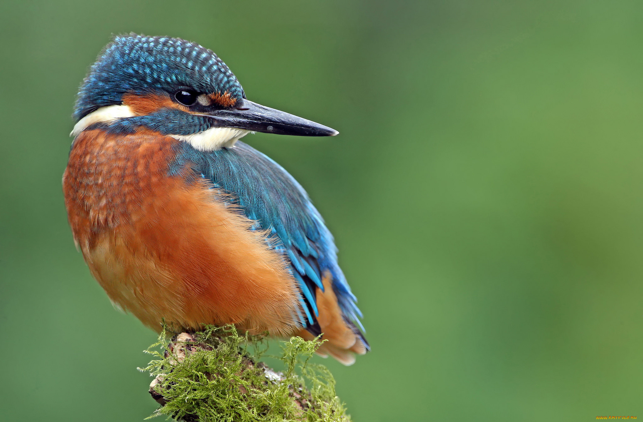 животные, зимородки, птица