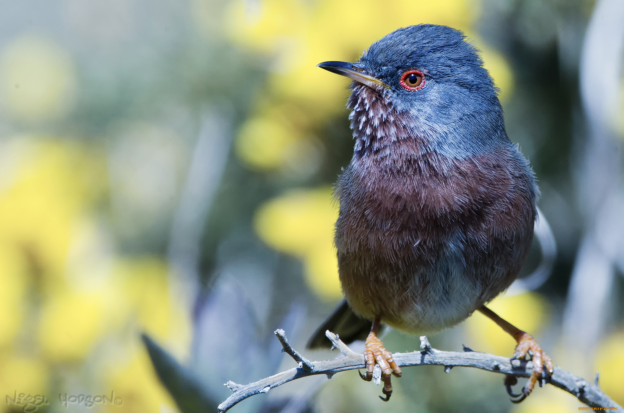 животные, птицы, птичка