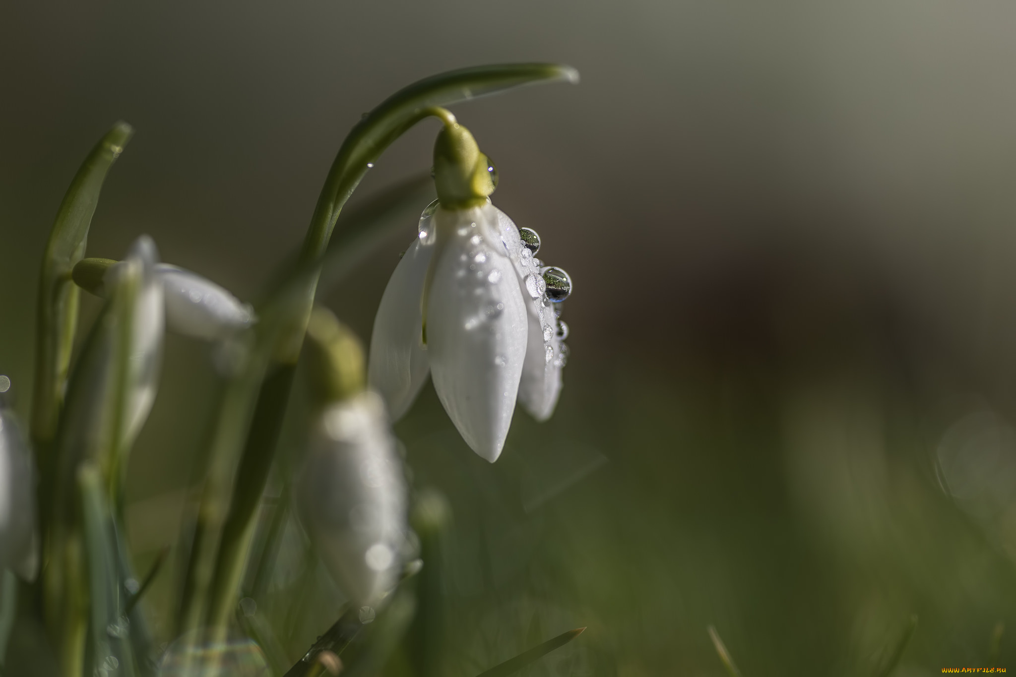 цветы, подснежники, , белоцветники, , пролески