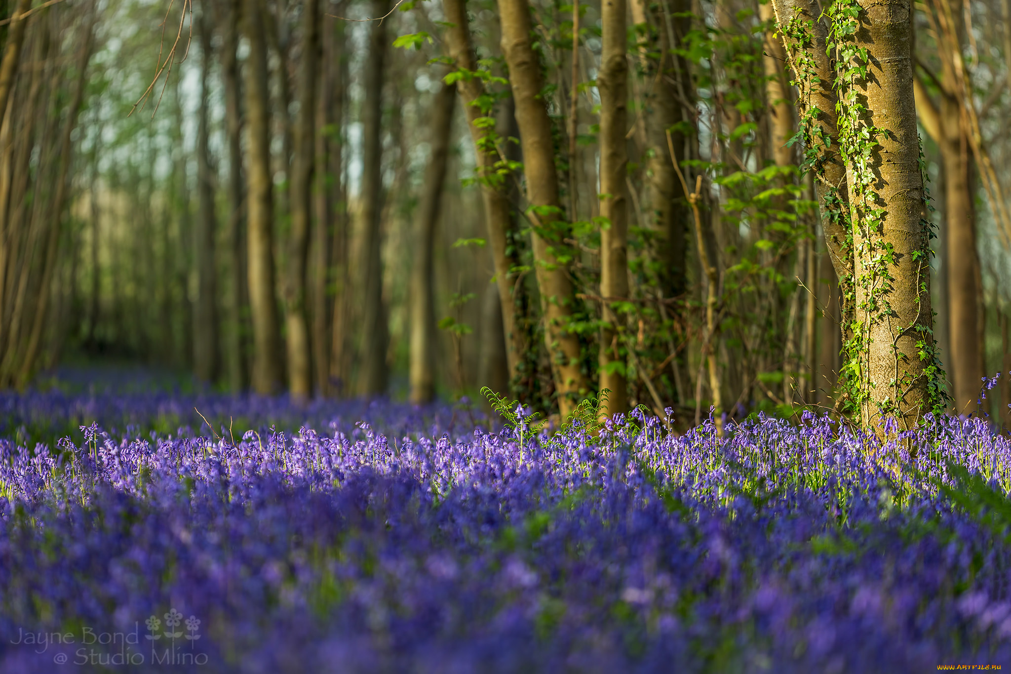 природа, лес