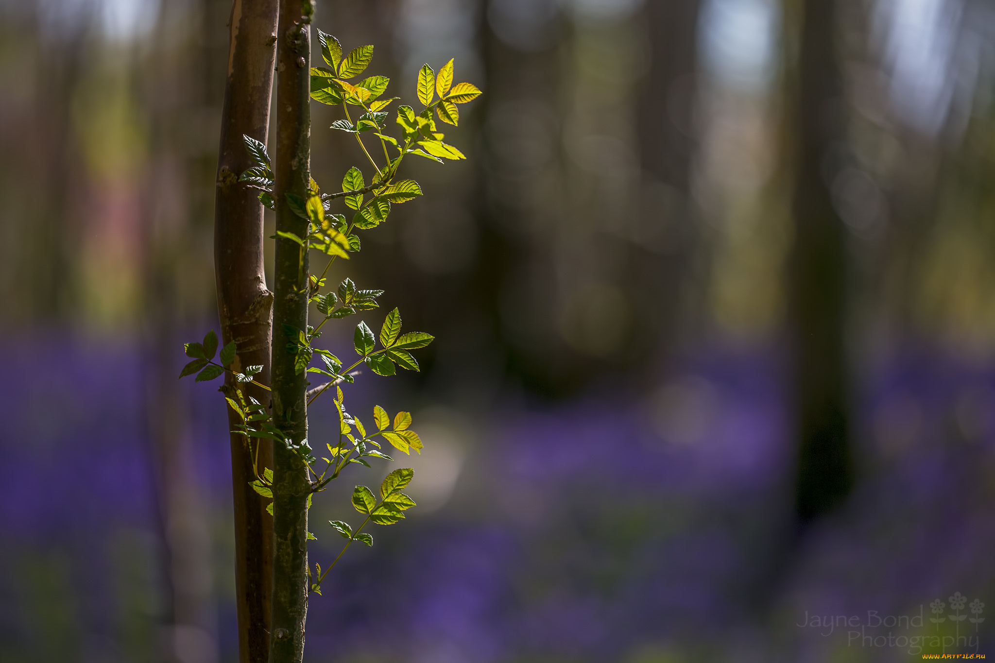 природа, листья, листики