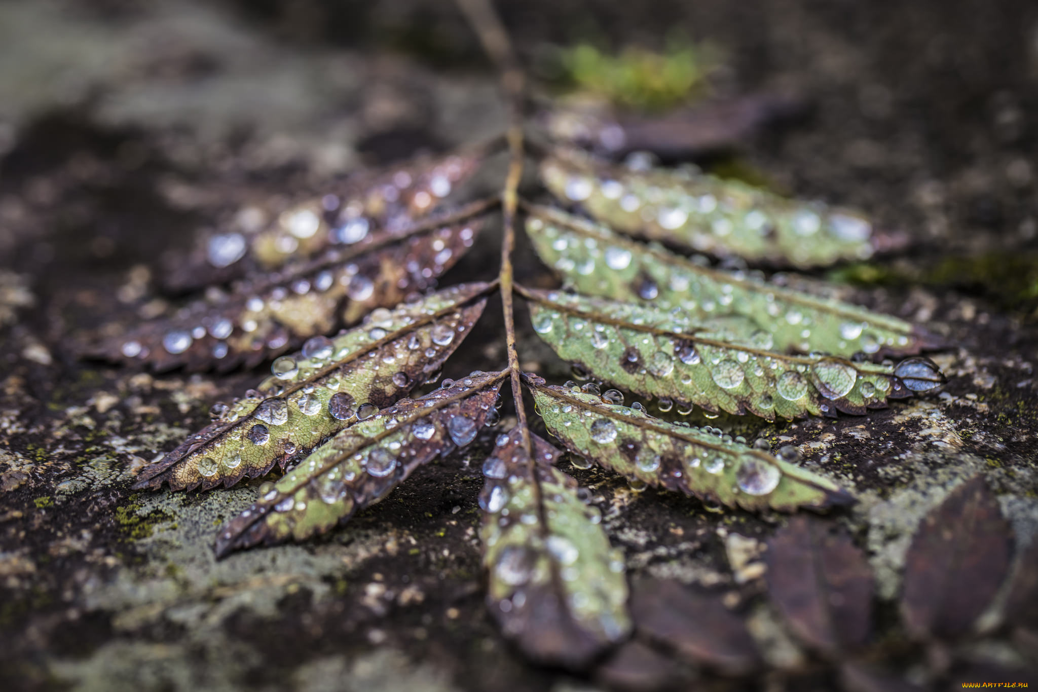 природа, макро