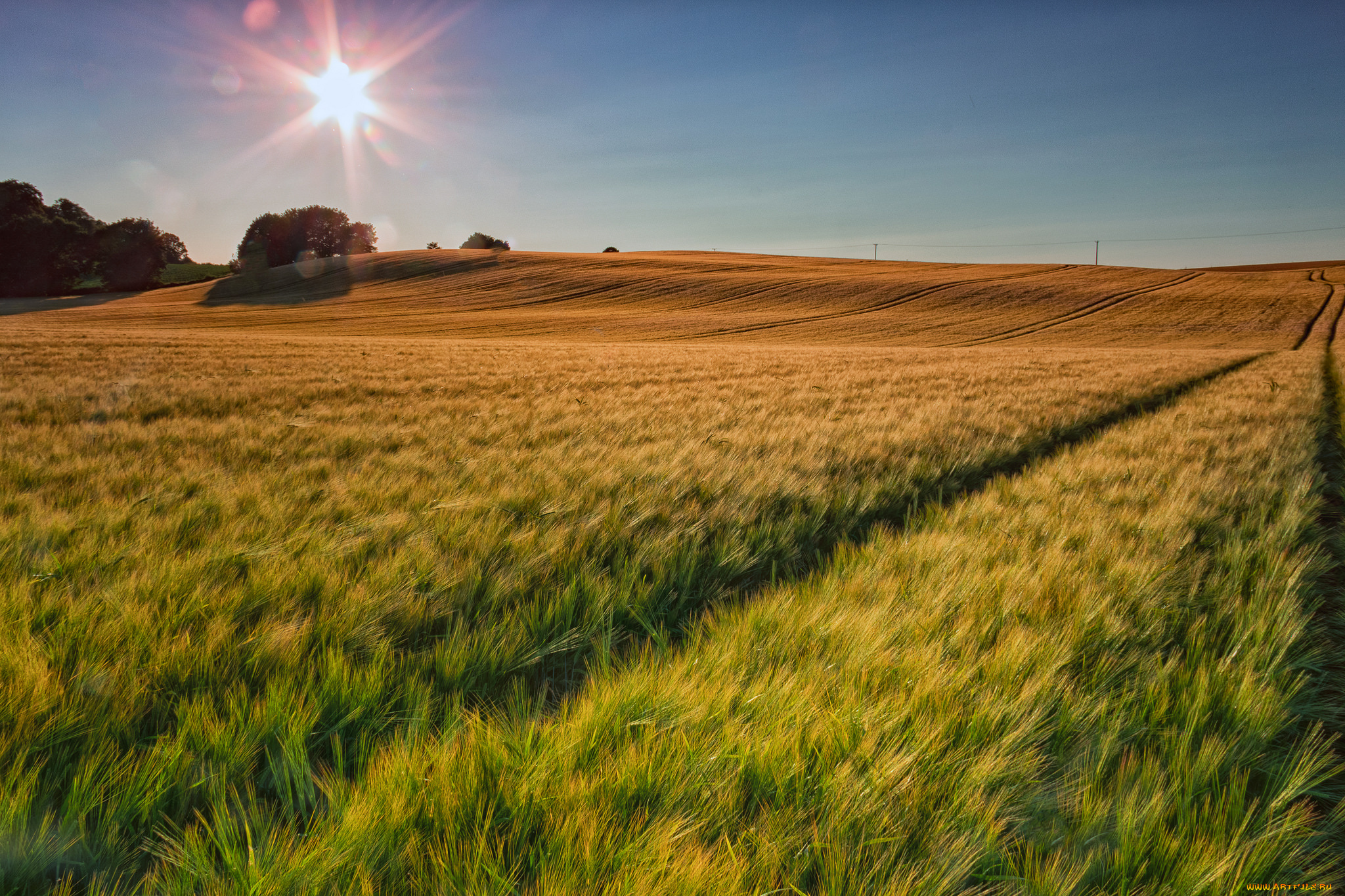 природа, поля, простор