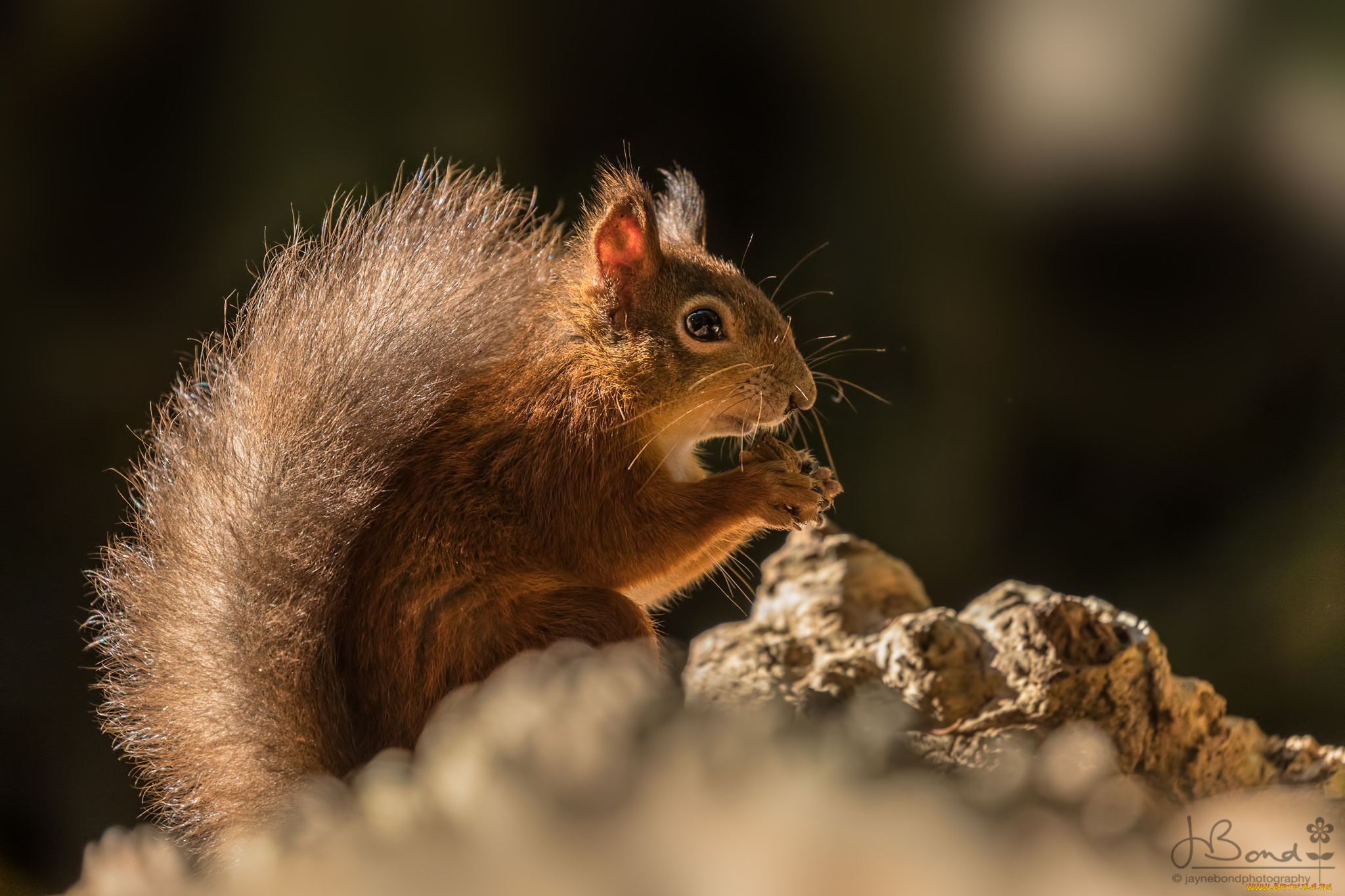 животные, белки, рыжая