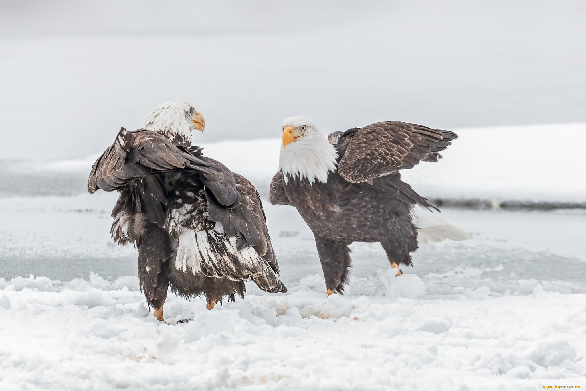 животные, птицы, -, хищники, птицы