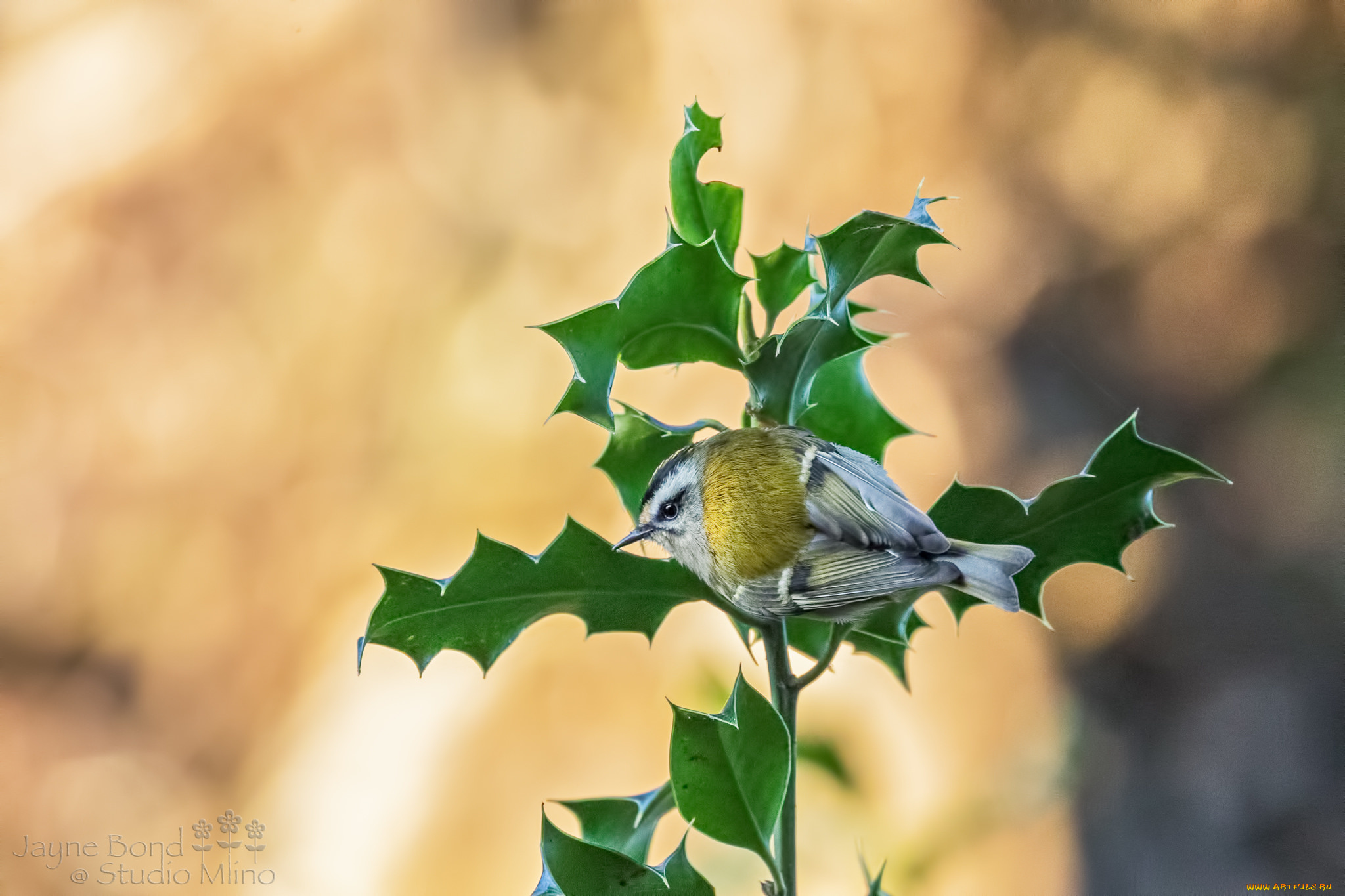 животные, птицы, птичка, остролист