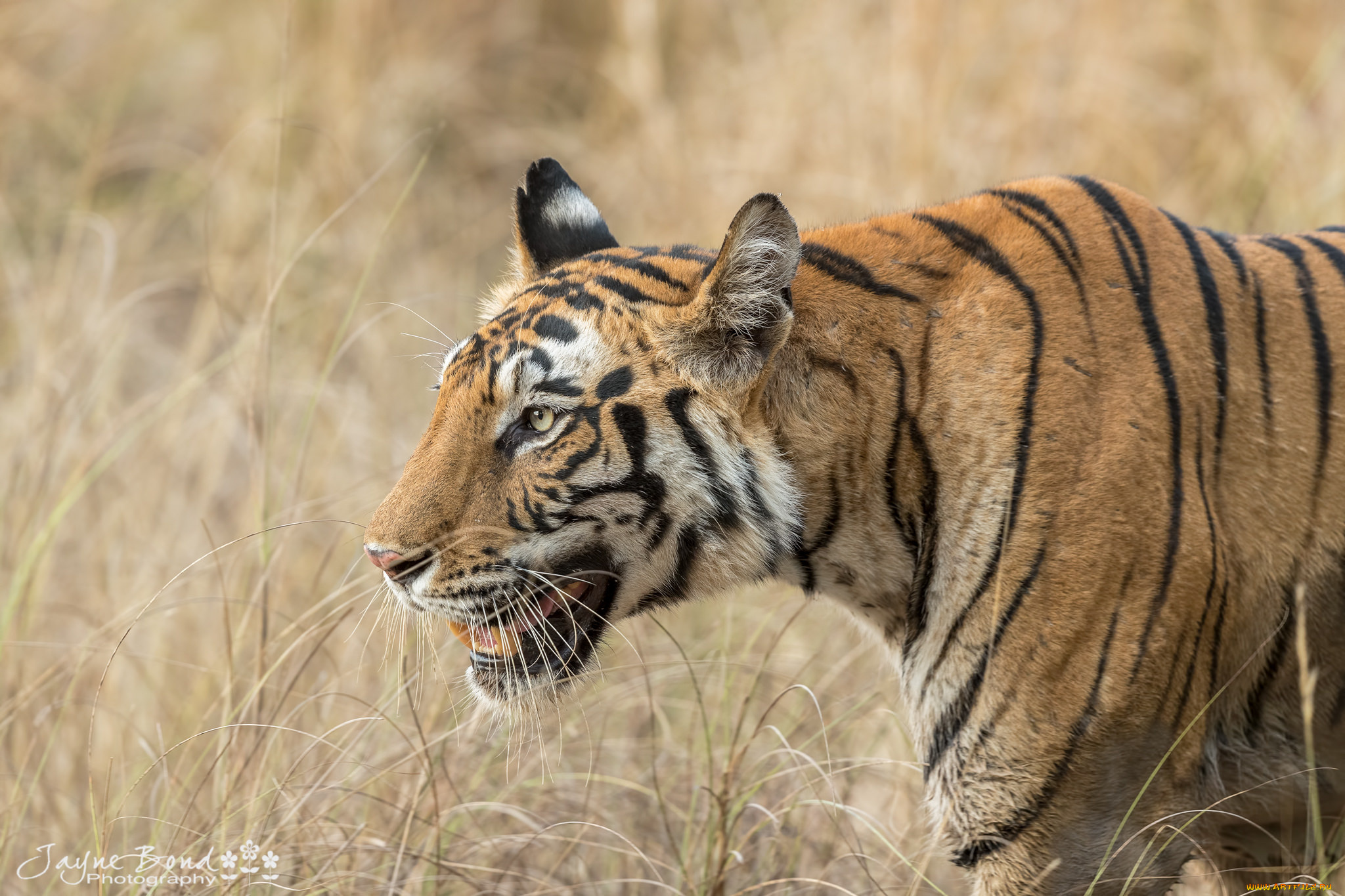 животные, тигры, тигр