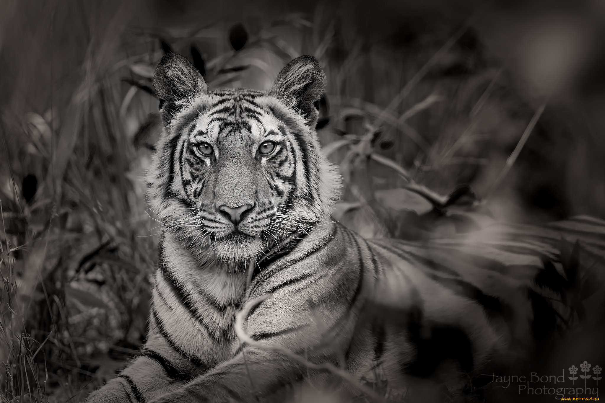 животные, тигры, тигр