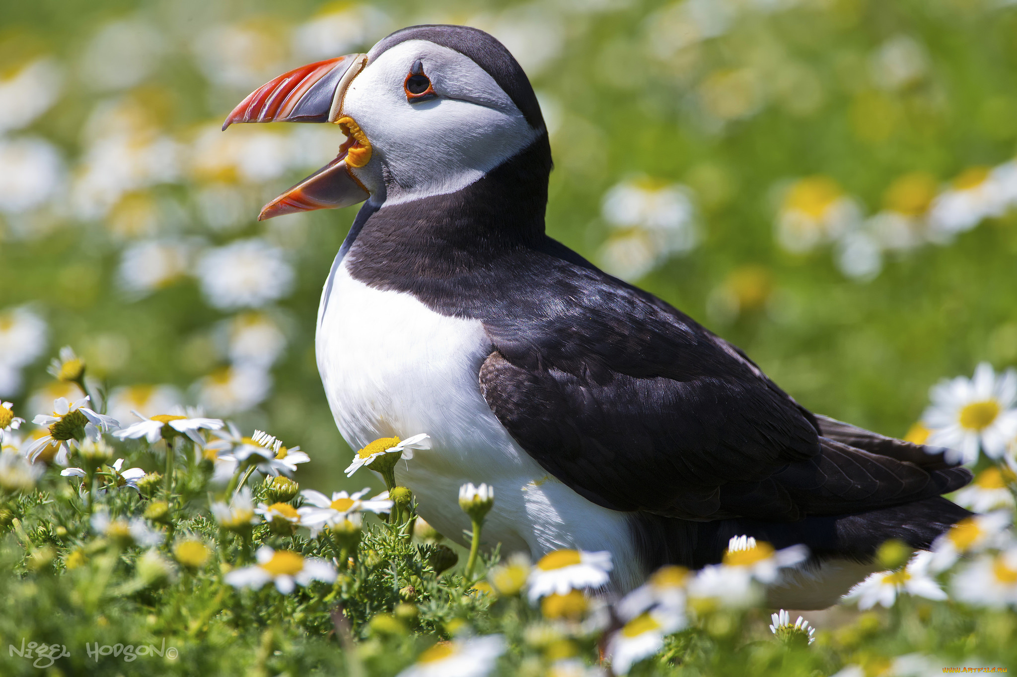 животные, тупики, птичка