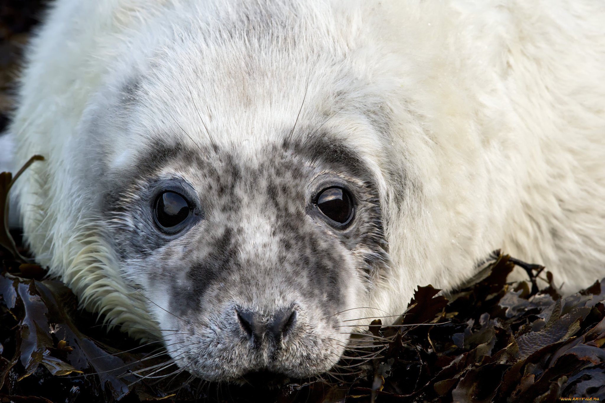 животные, тюлени, , морские, львы, , морские, котики, котик