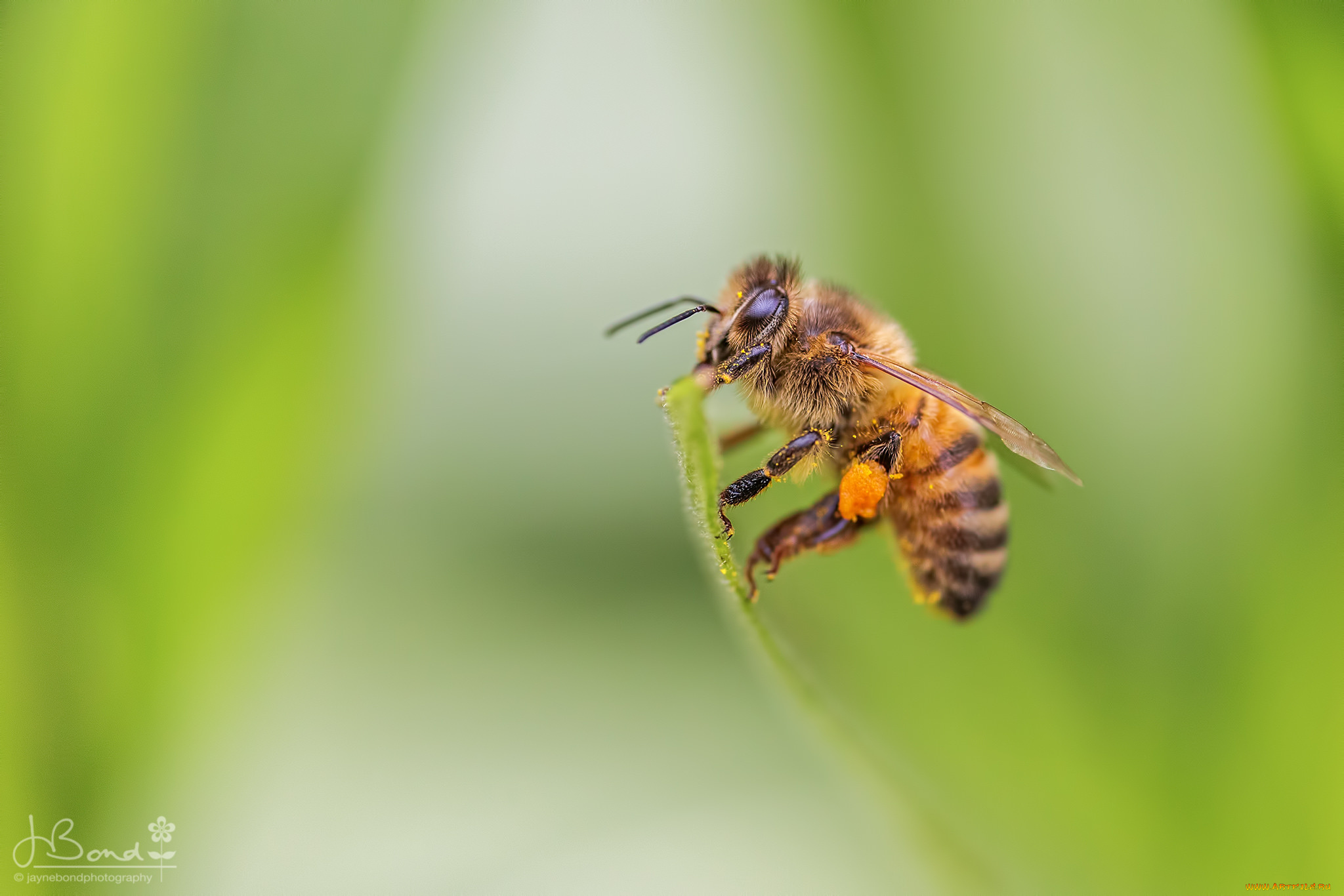 животные, пчелы, , осы, , шмели, пчела