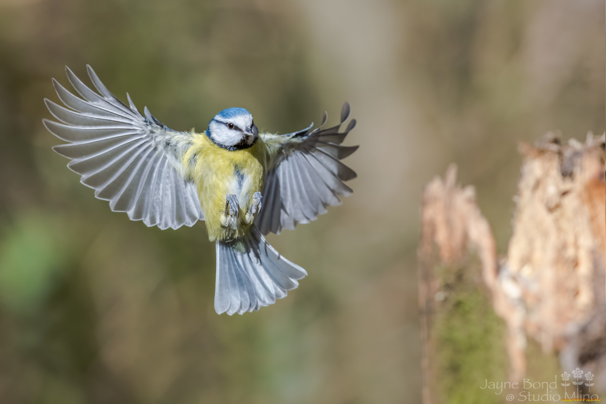 животные, синицы, , лазоревки, птица