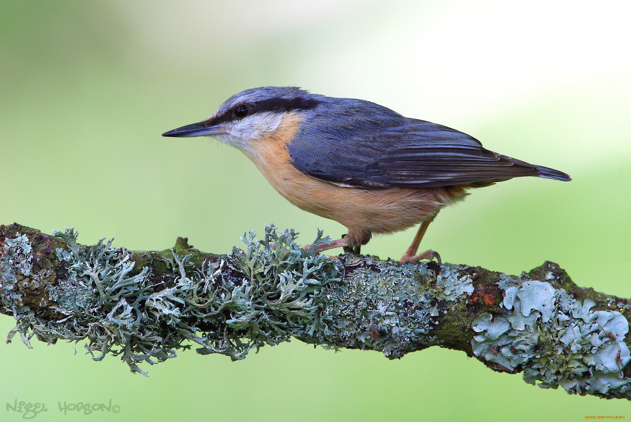 животные, поползни, птичка
