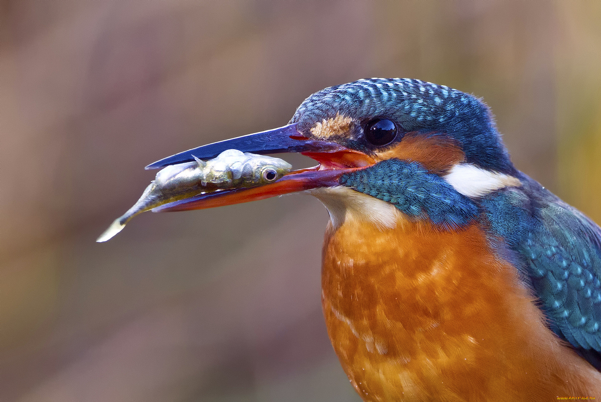 животные, зимородки, птичка