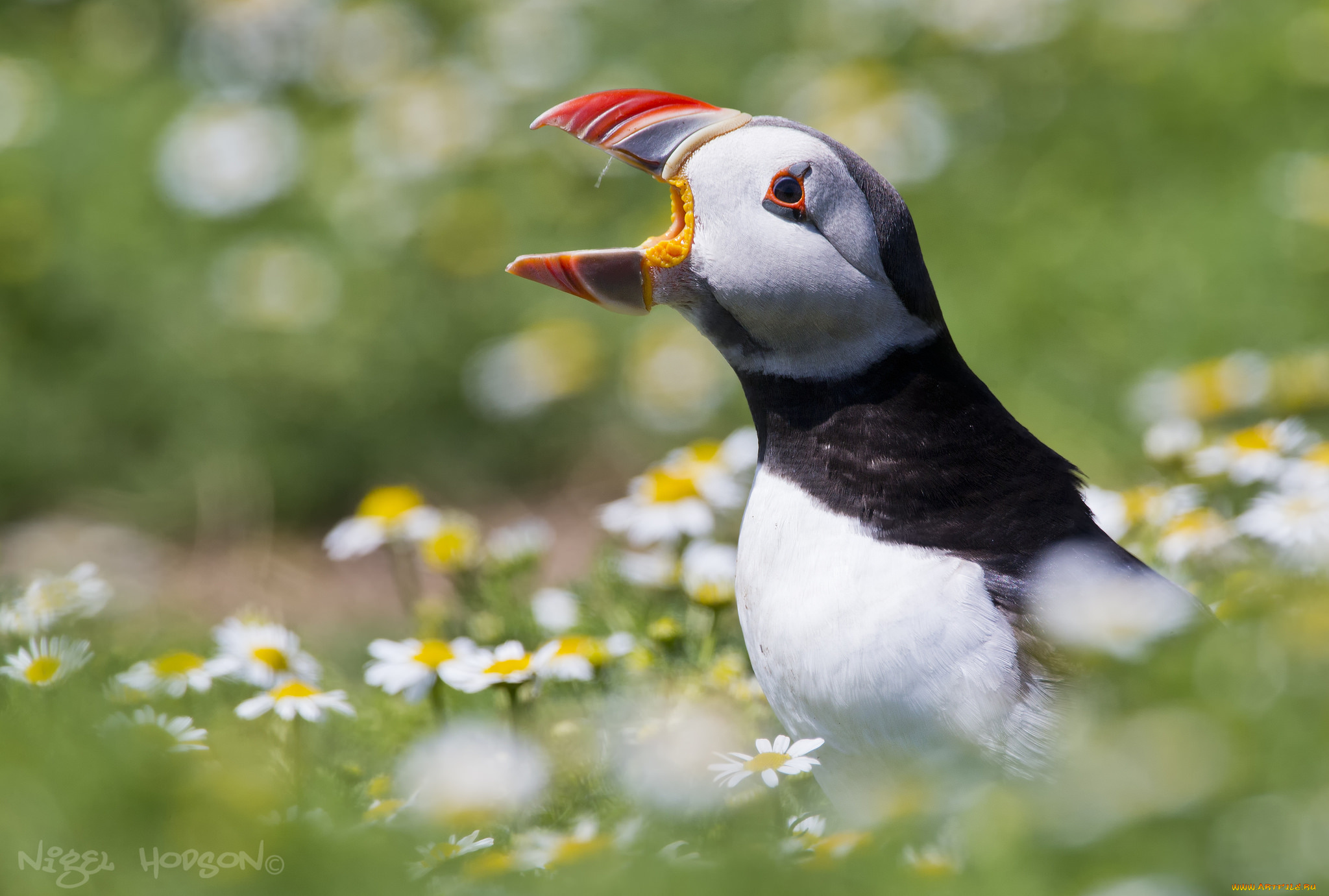 животные, тупики, птичка