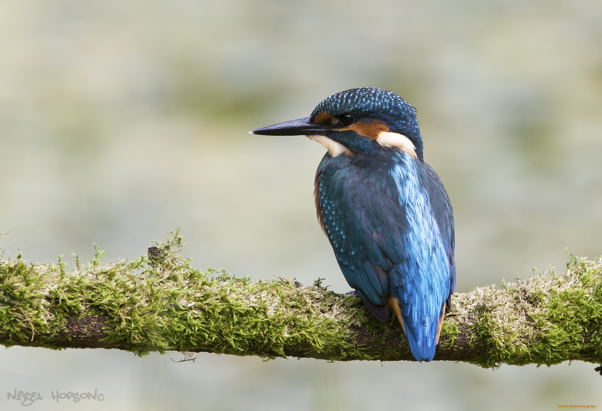 животные, зимородки, птица