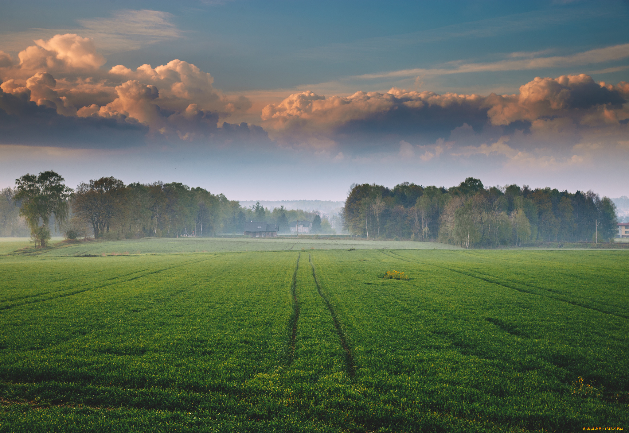 природа, поля, утро