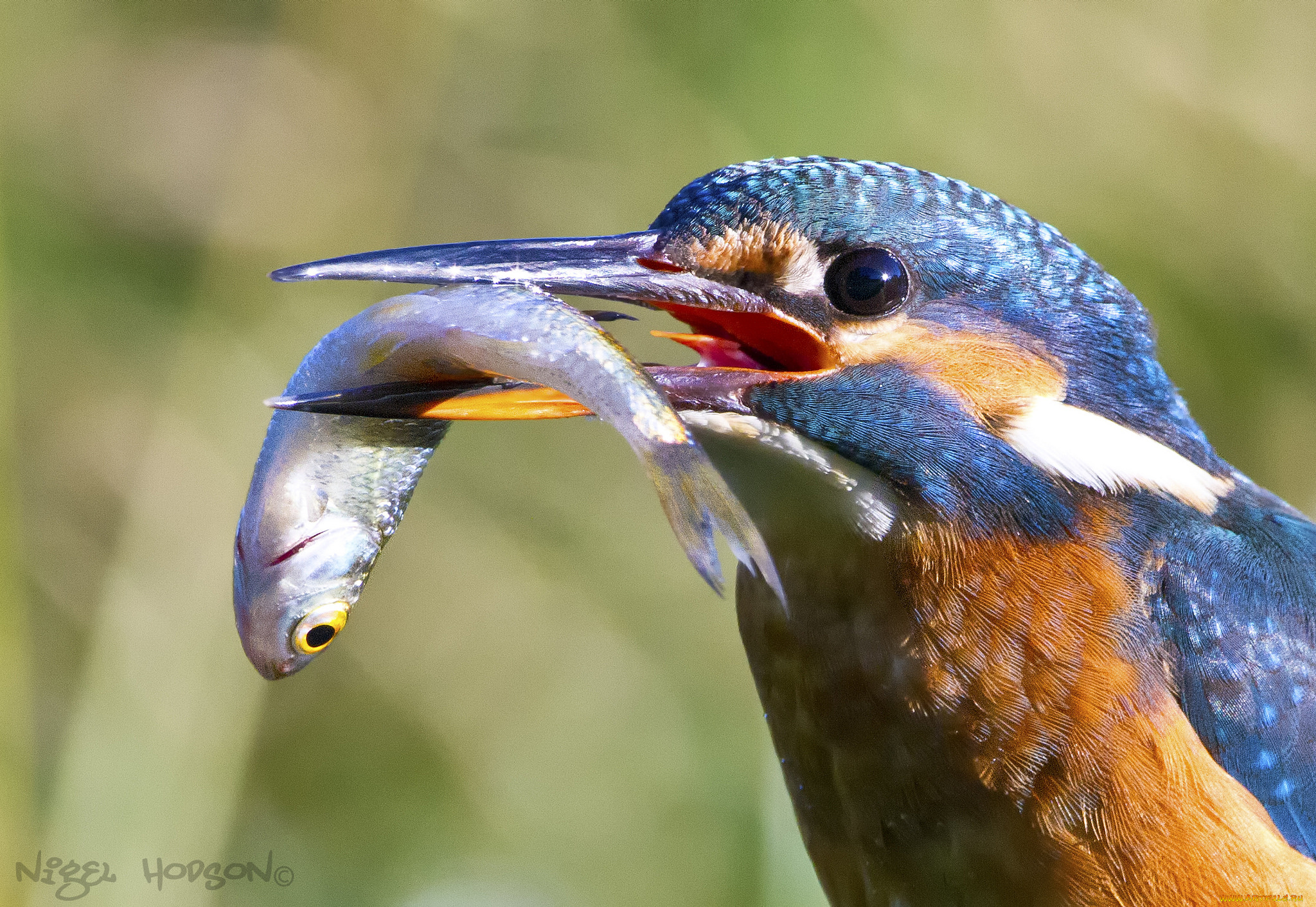 животные, зимородки, птичка