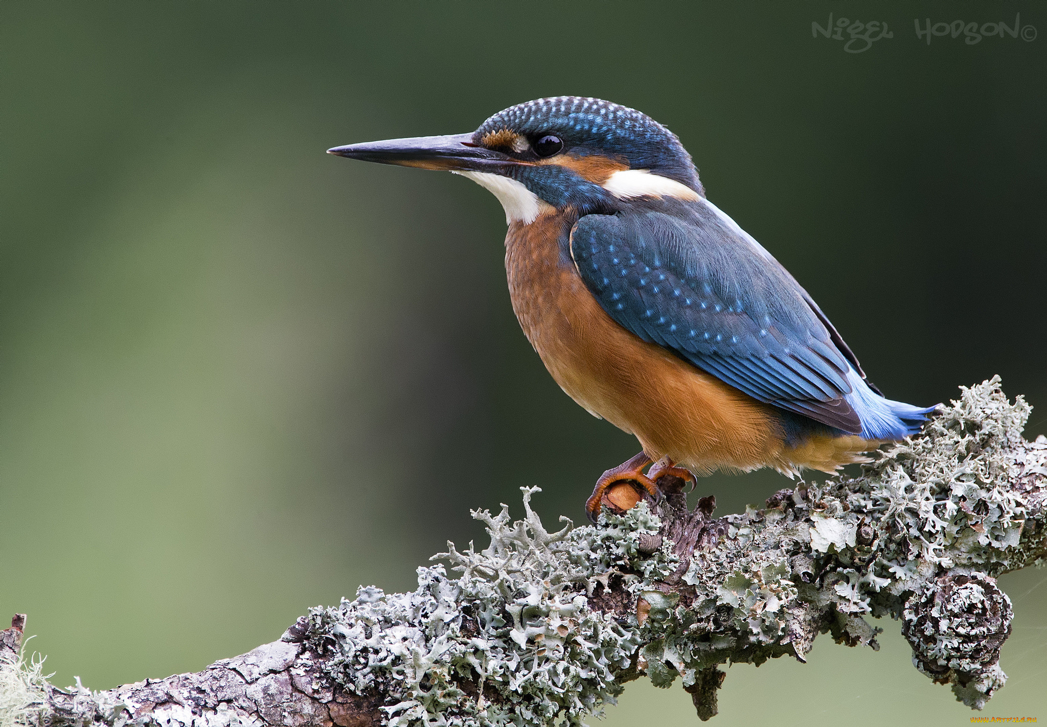 животные, зимородки, птичка