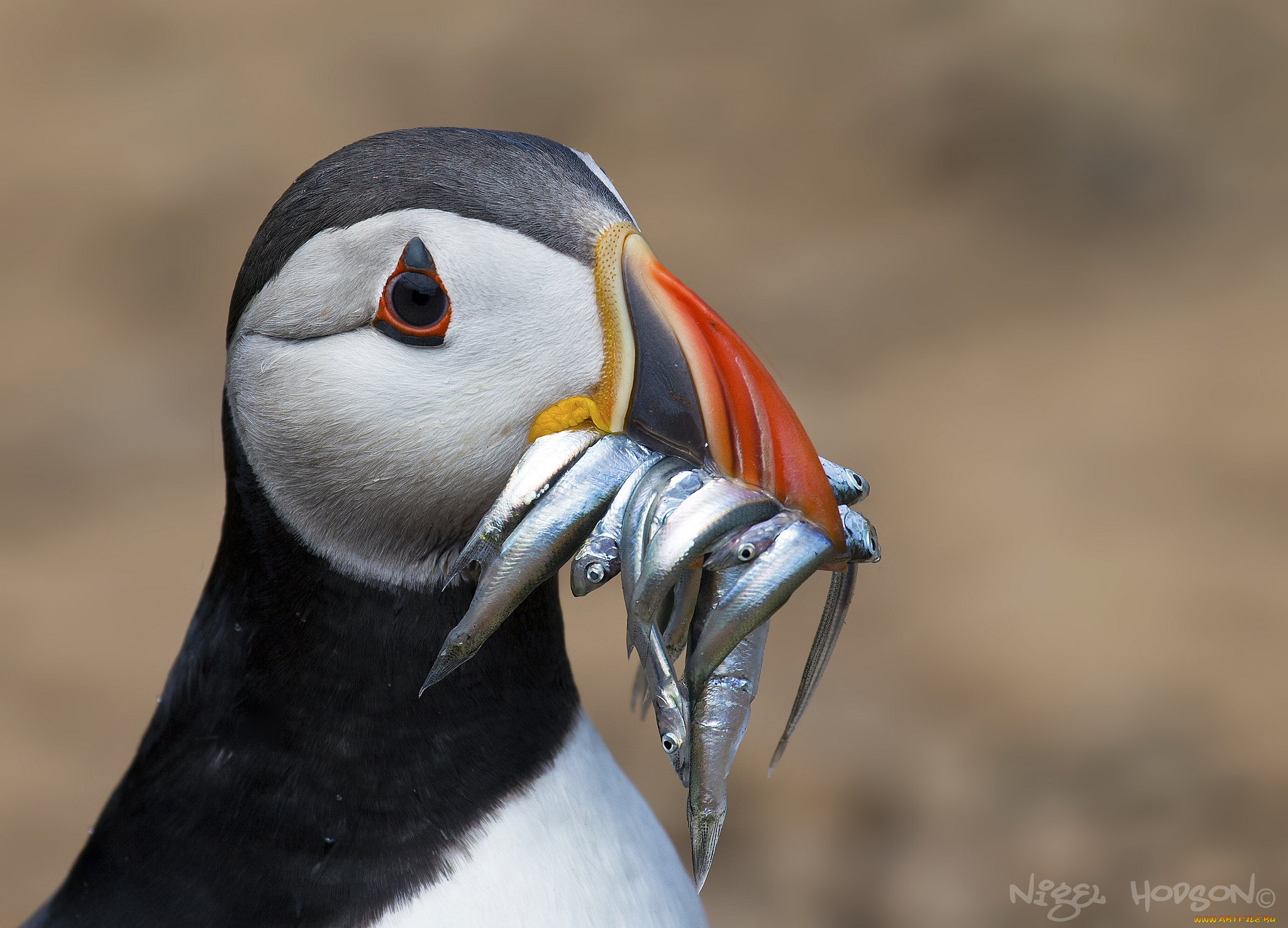 животные, тупики, птичка