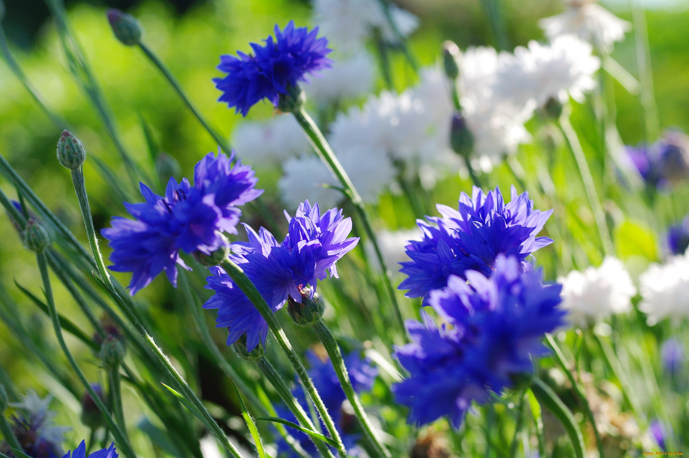 цветы, васильки, природа, лето, флора, июль, дача, растения, красота