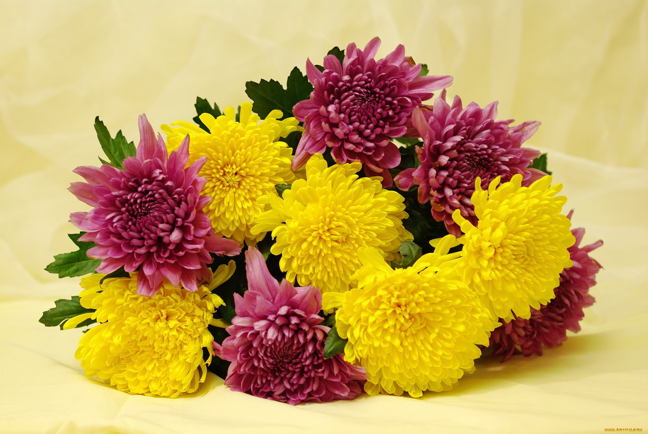 цветы, хризантемы, букет, красота, праздник
