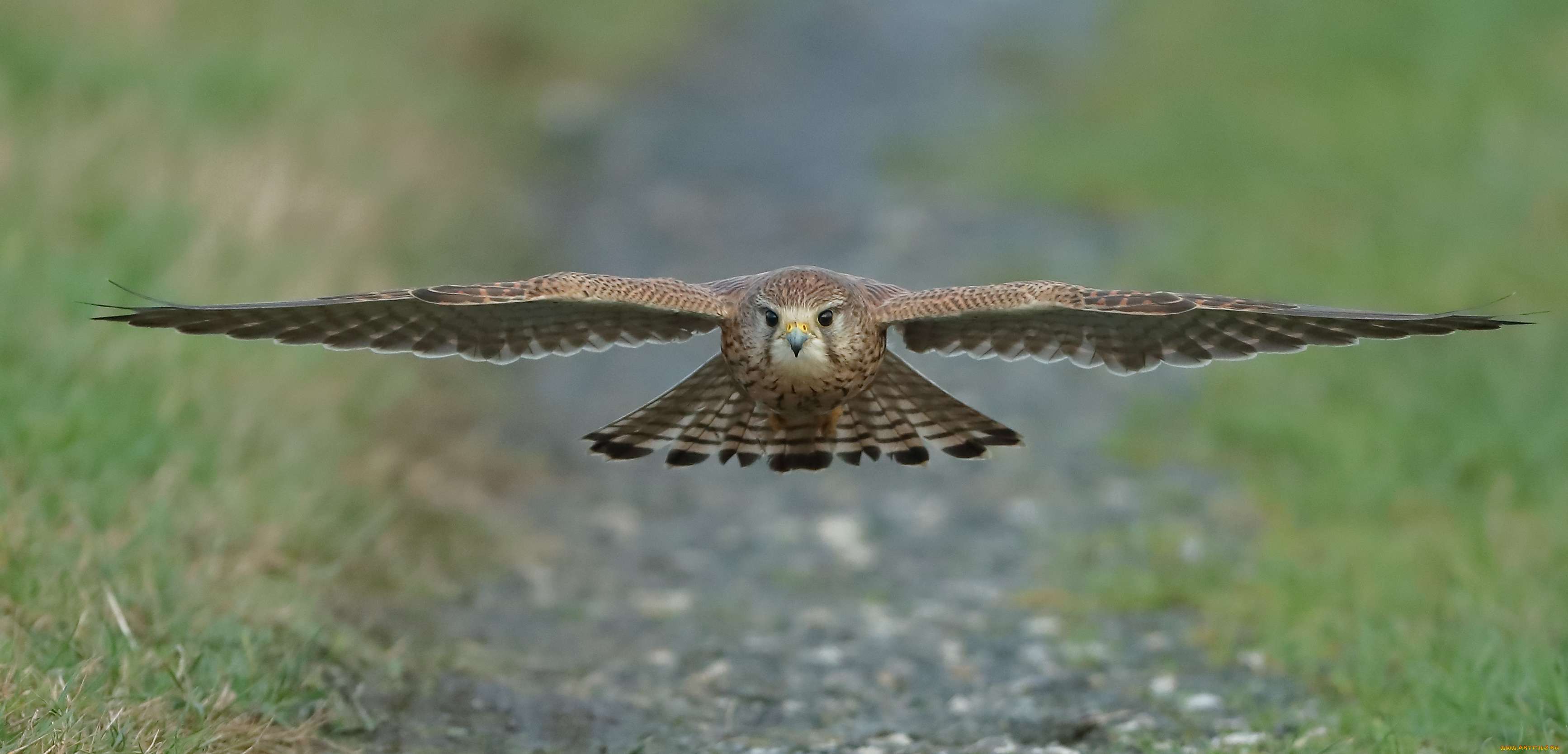 животные, птицы, -, хищники, сокол