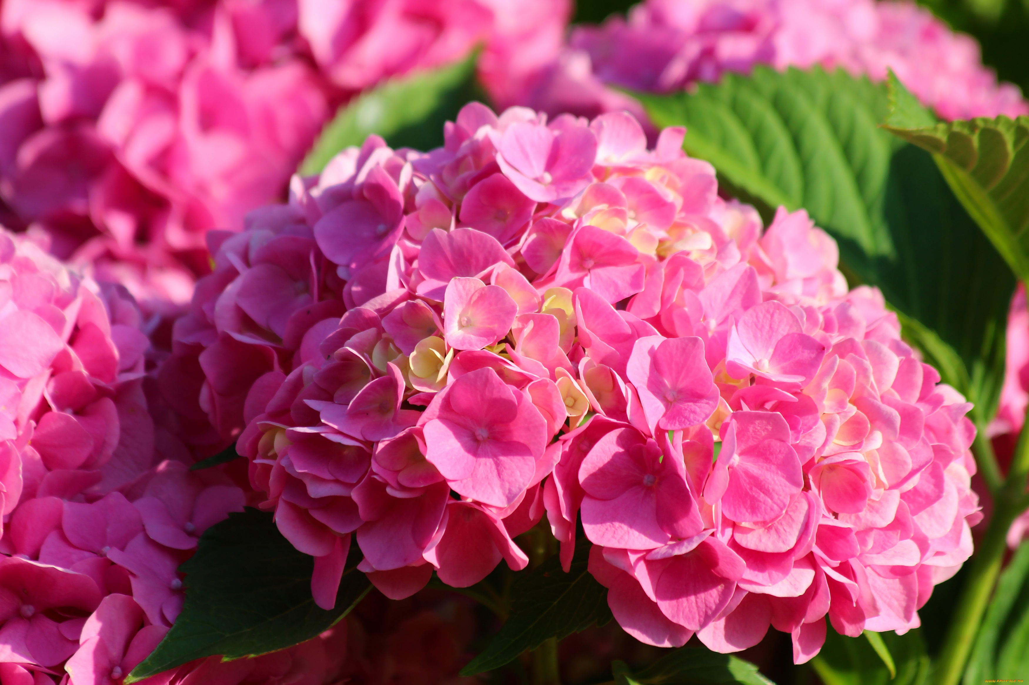 цветы, гортензия, крупнолистная, природа, лето, цветение, красота, дача