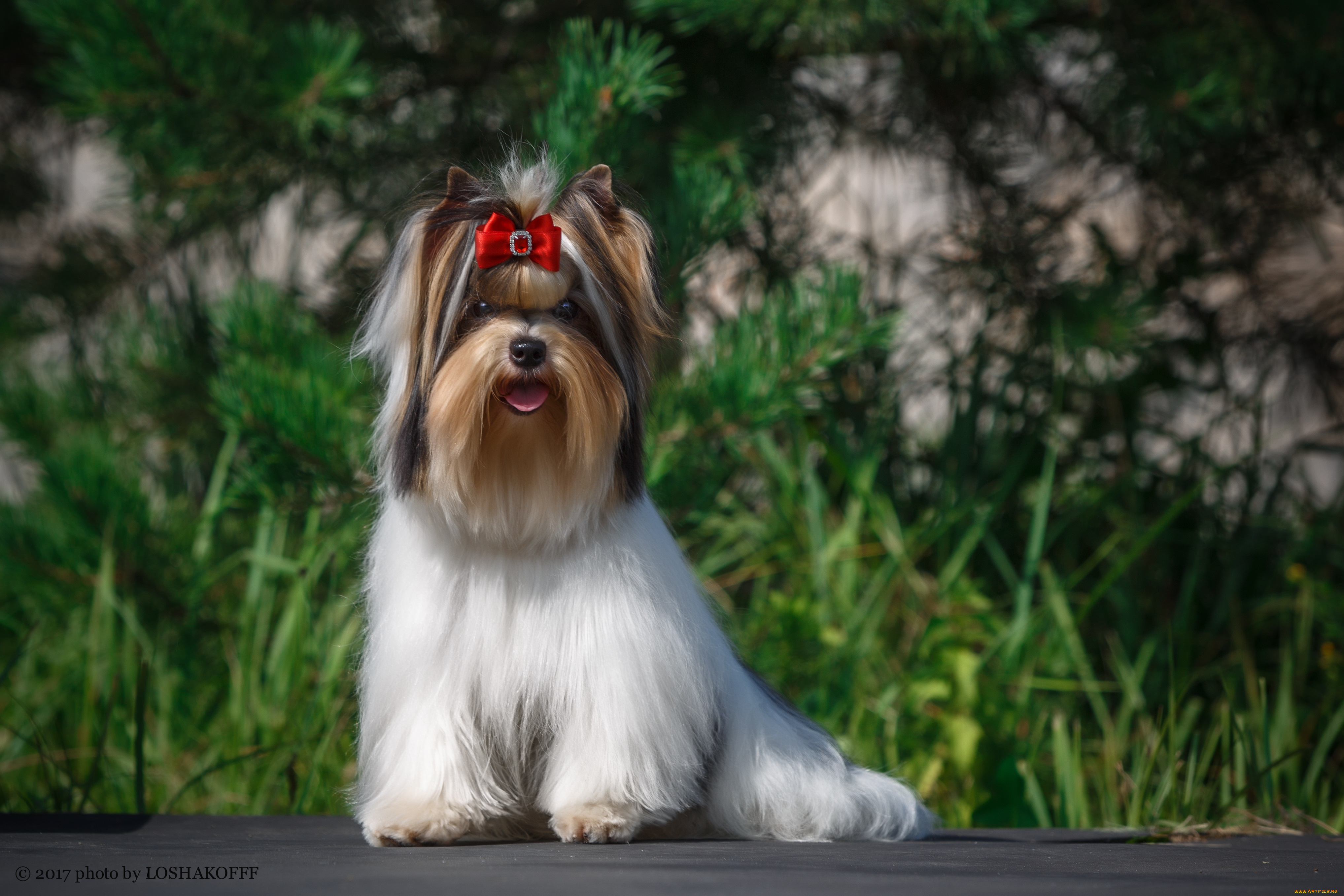 животные, собаки, шерсть, собака, окрас, животное, порода