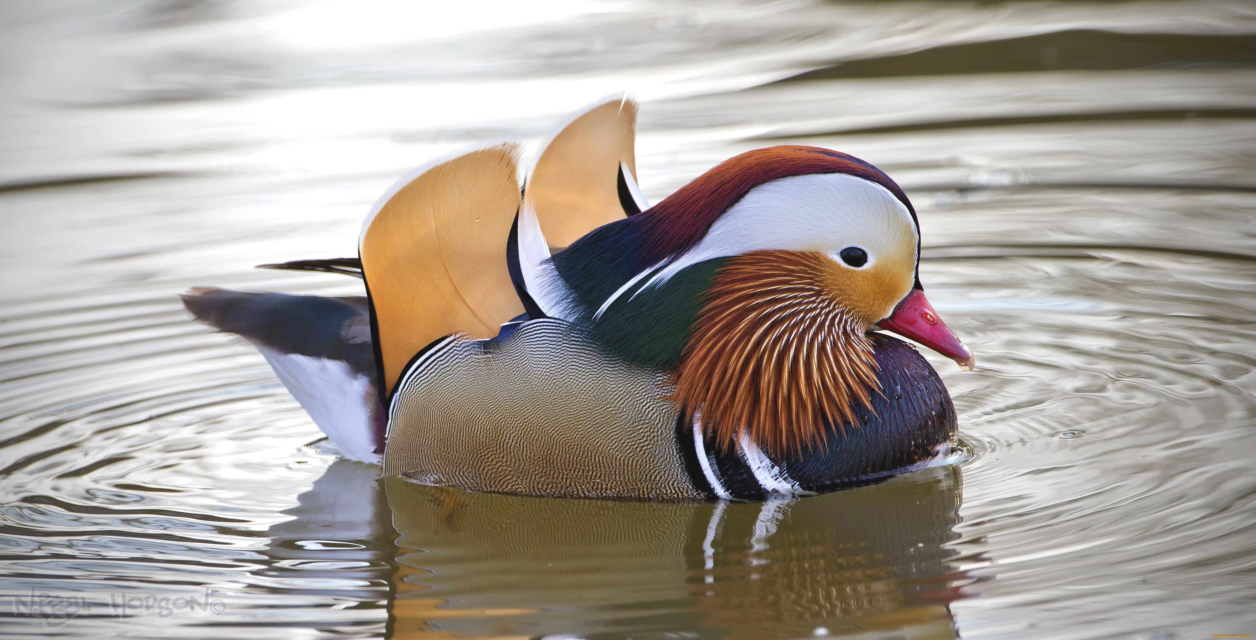 животные, утки, мандаринка