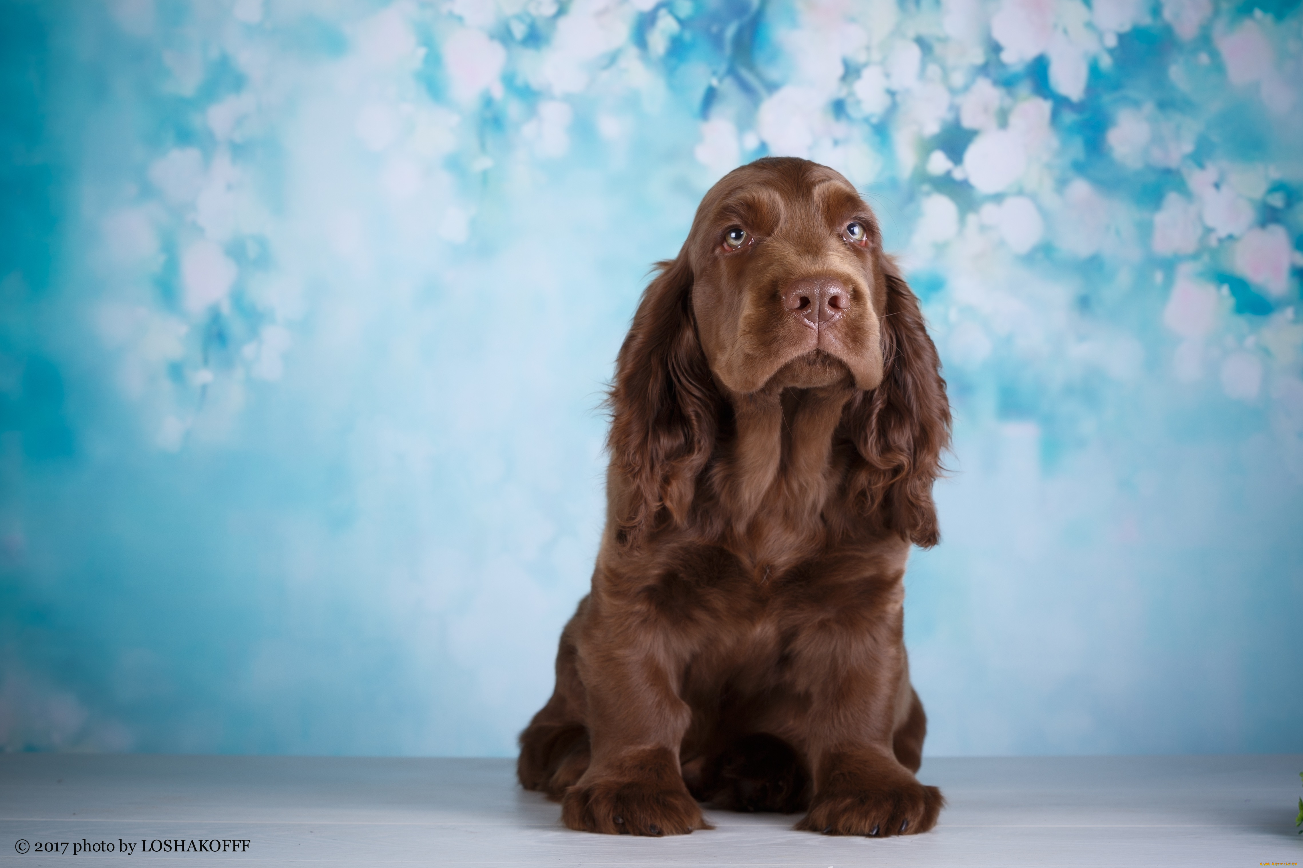 животные, собаки, отдых, собака, фон, боке