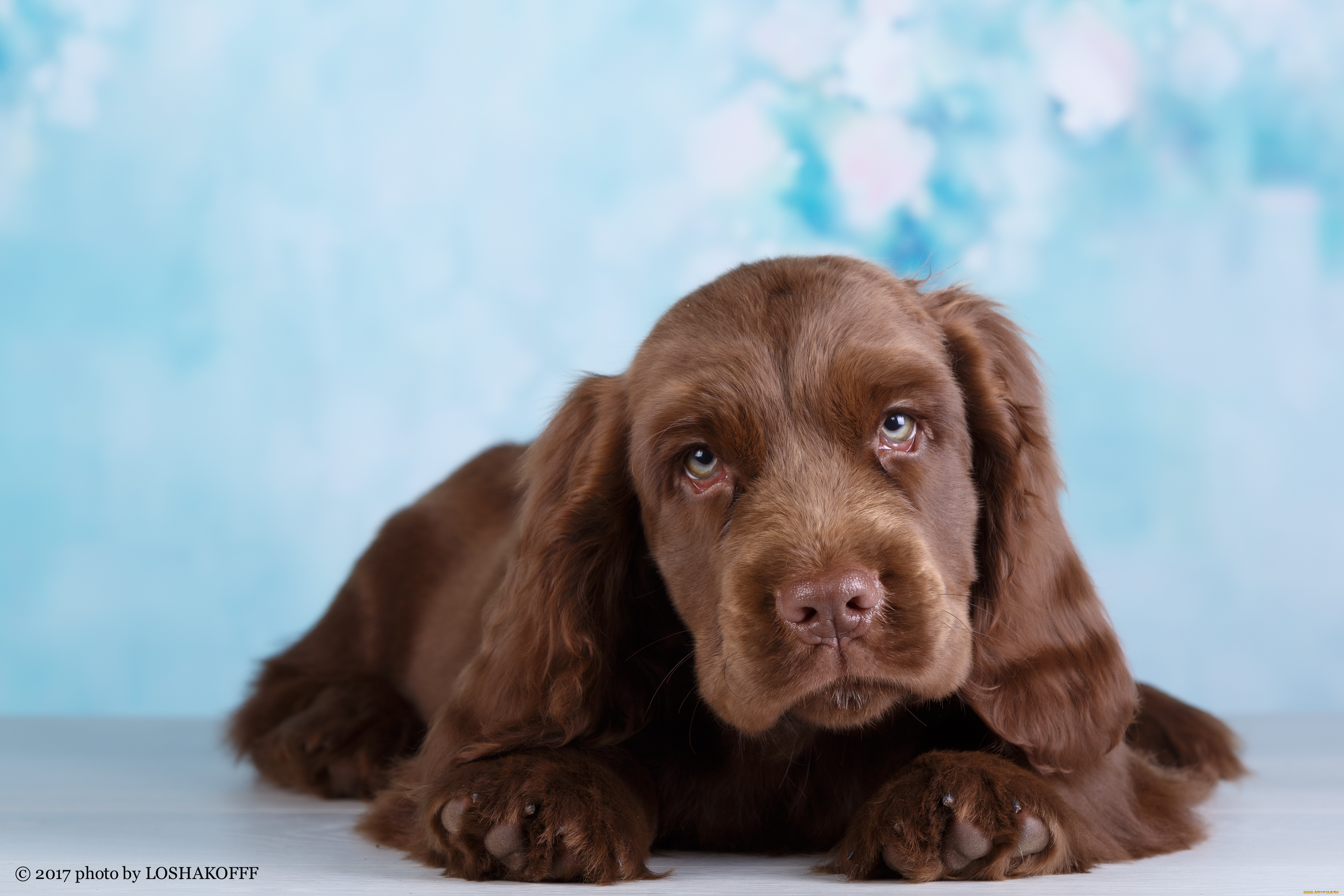 животные, собаки, боке, фон, животное, шерсть, окрас, собака