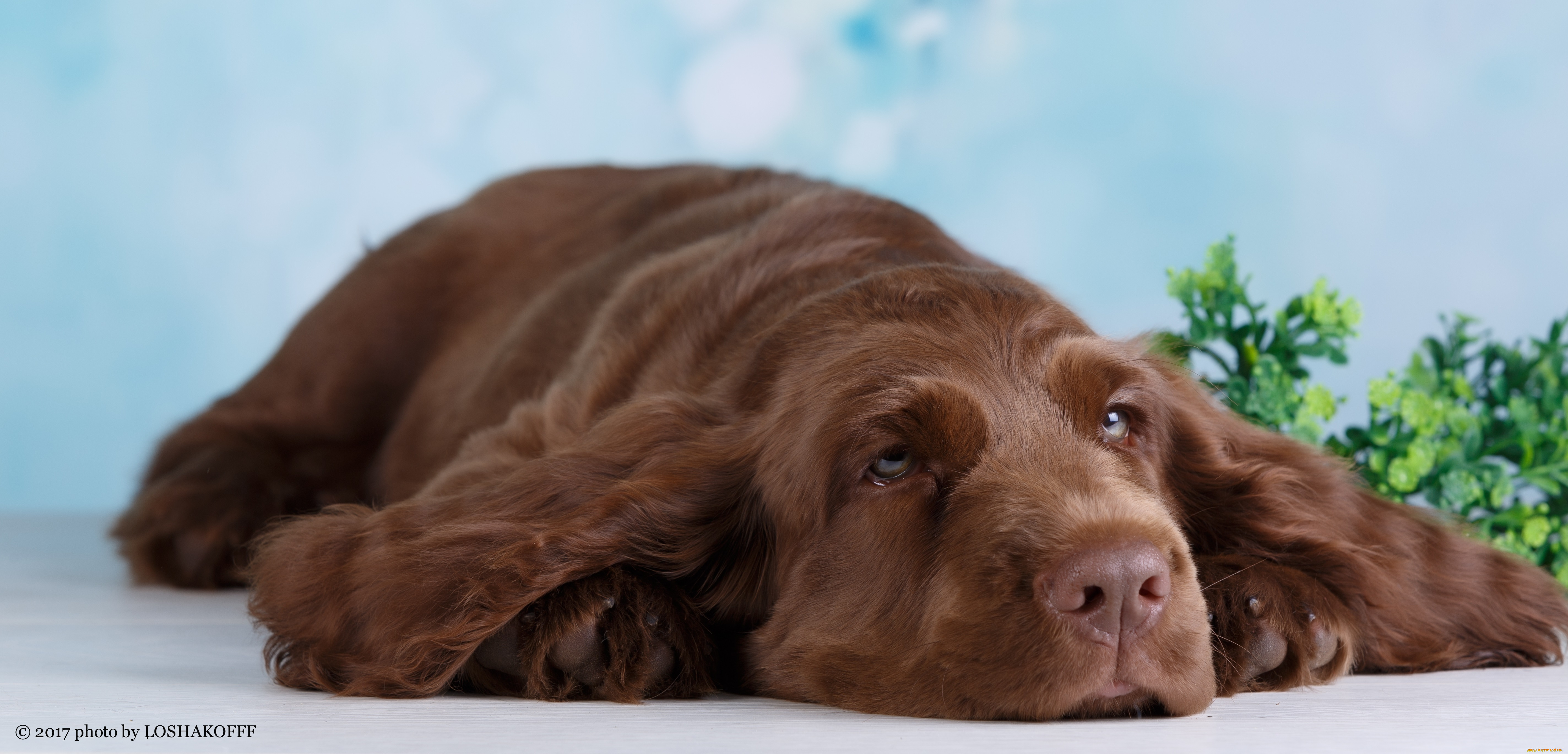 животные, собаки, ветка, отдых, зелень, собака, фон, боке