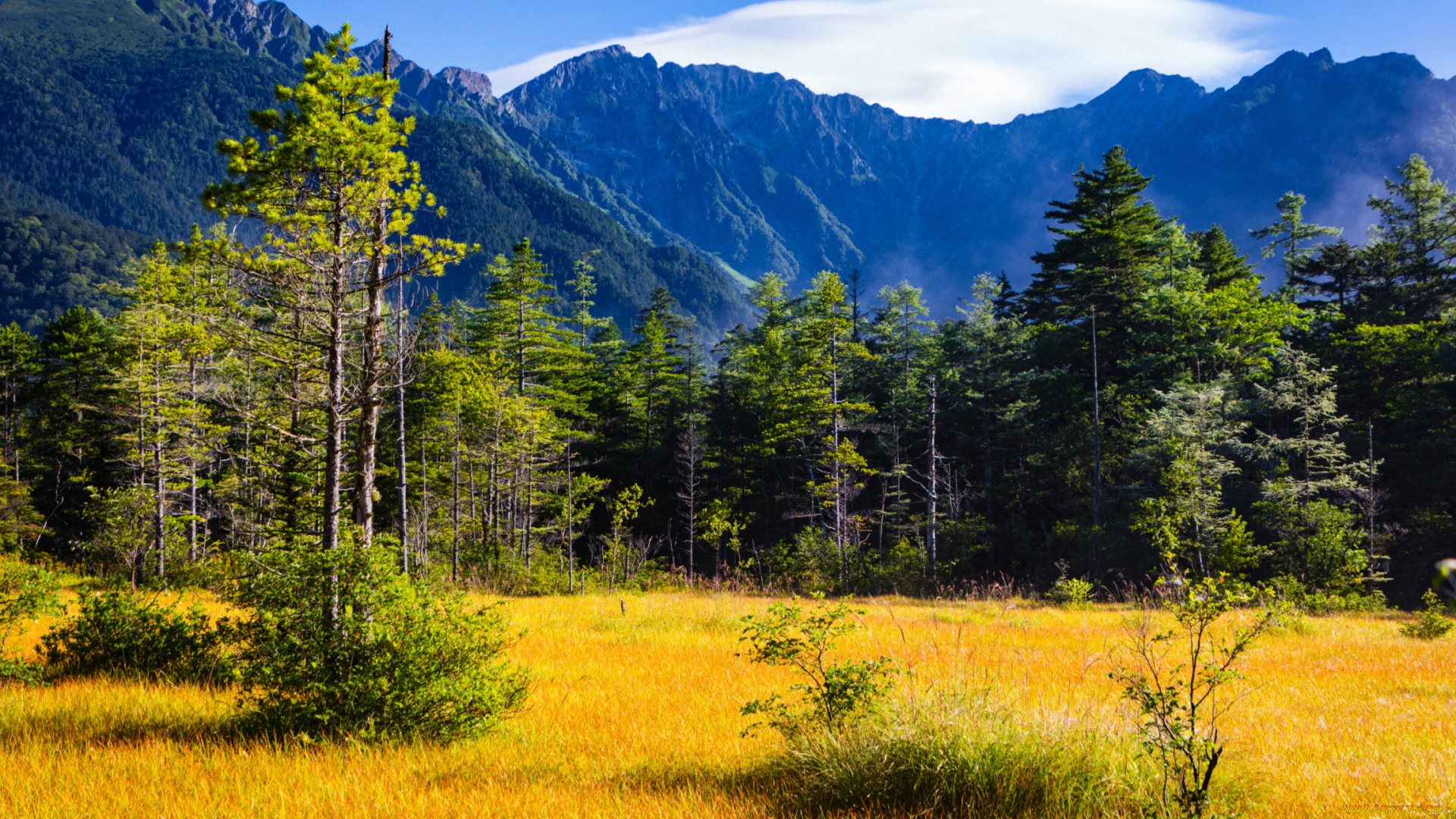 природа, горы, трава, деревья