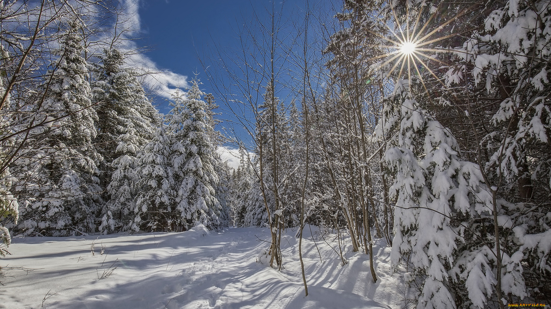 природа, зима, снег, лес, солнце